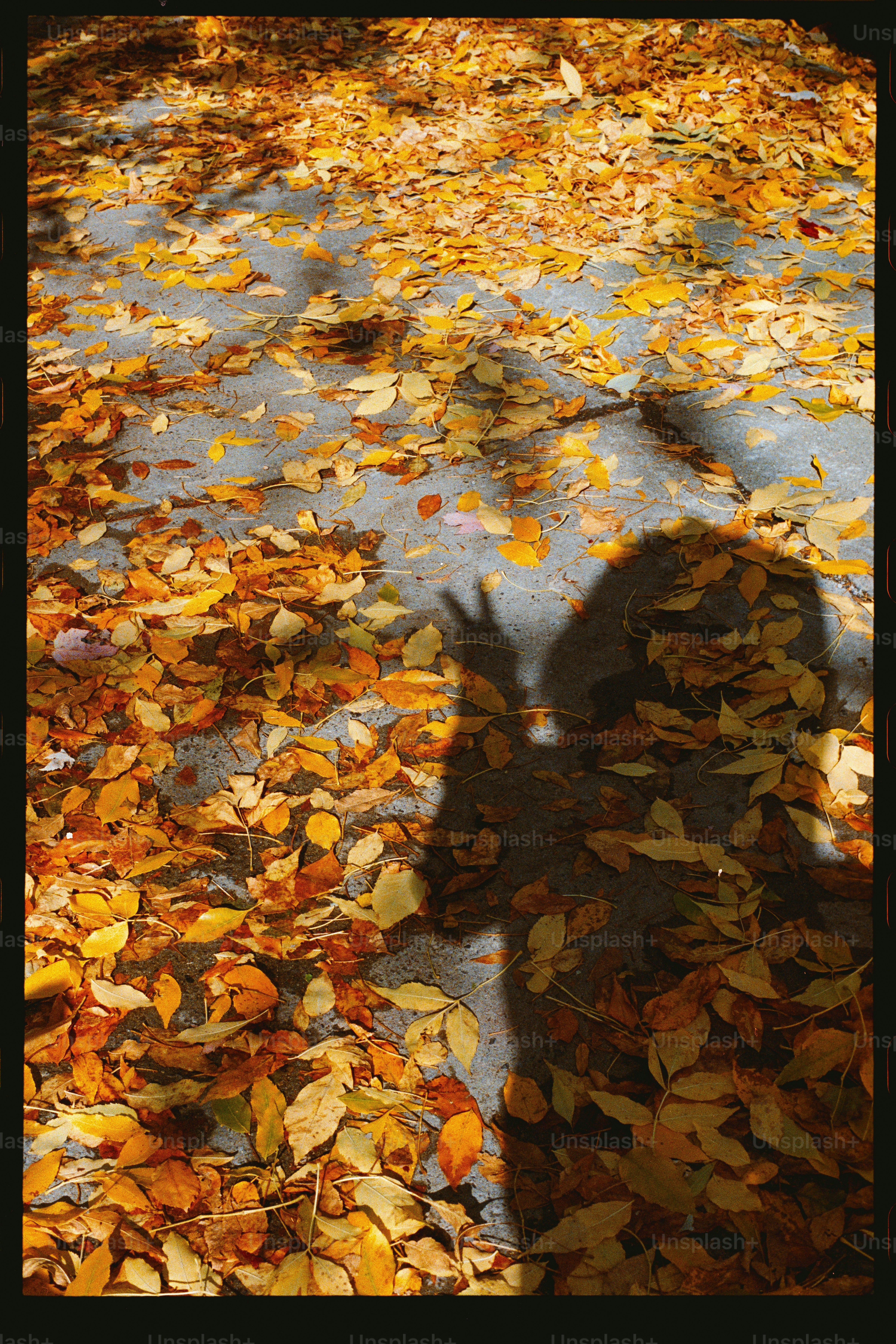 Shadow of a person with peace sign on autumn leaves