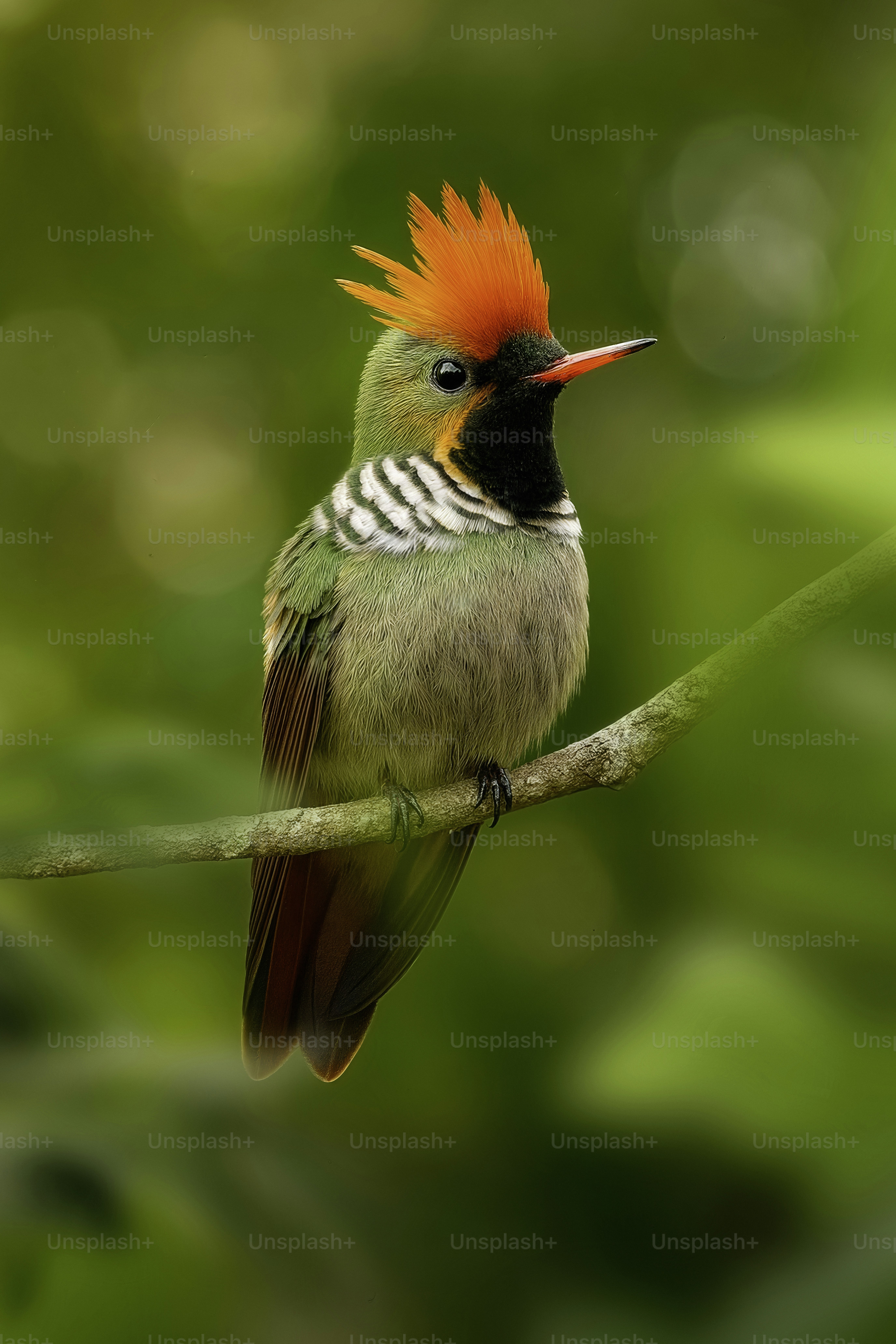 A hummingbird with an orange crest sits on a branch.