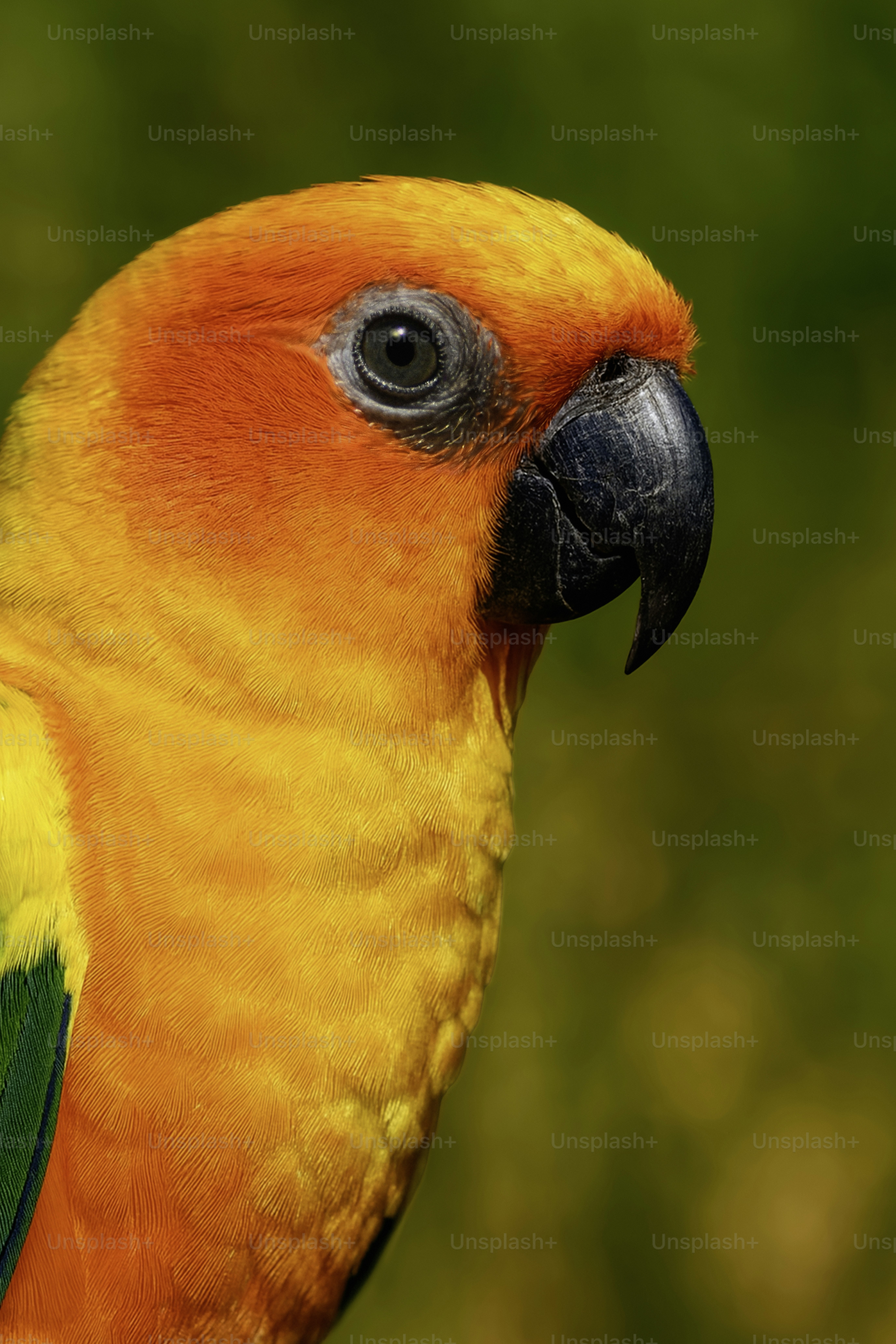 A close-up of a colorful sun conure parrot.