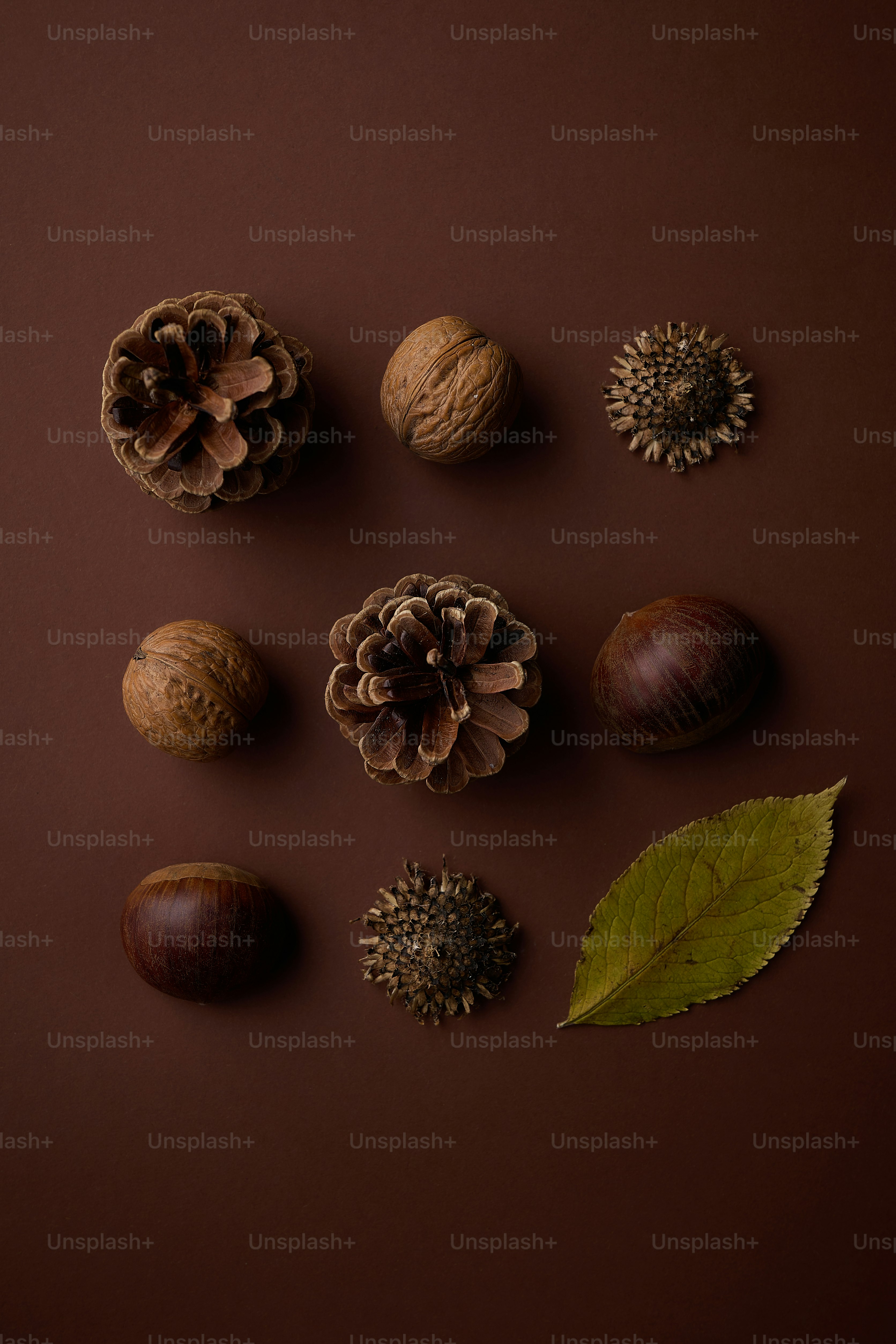 Noix d’automne, pommes de pin et feuille disposées sur fond brun