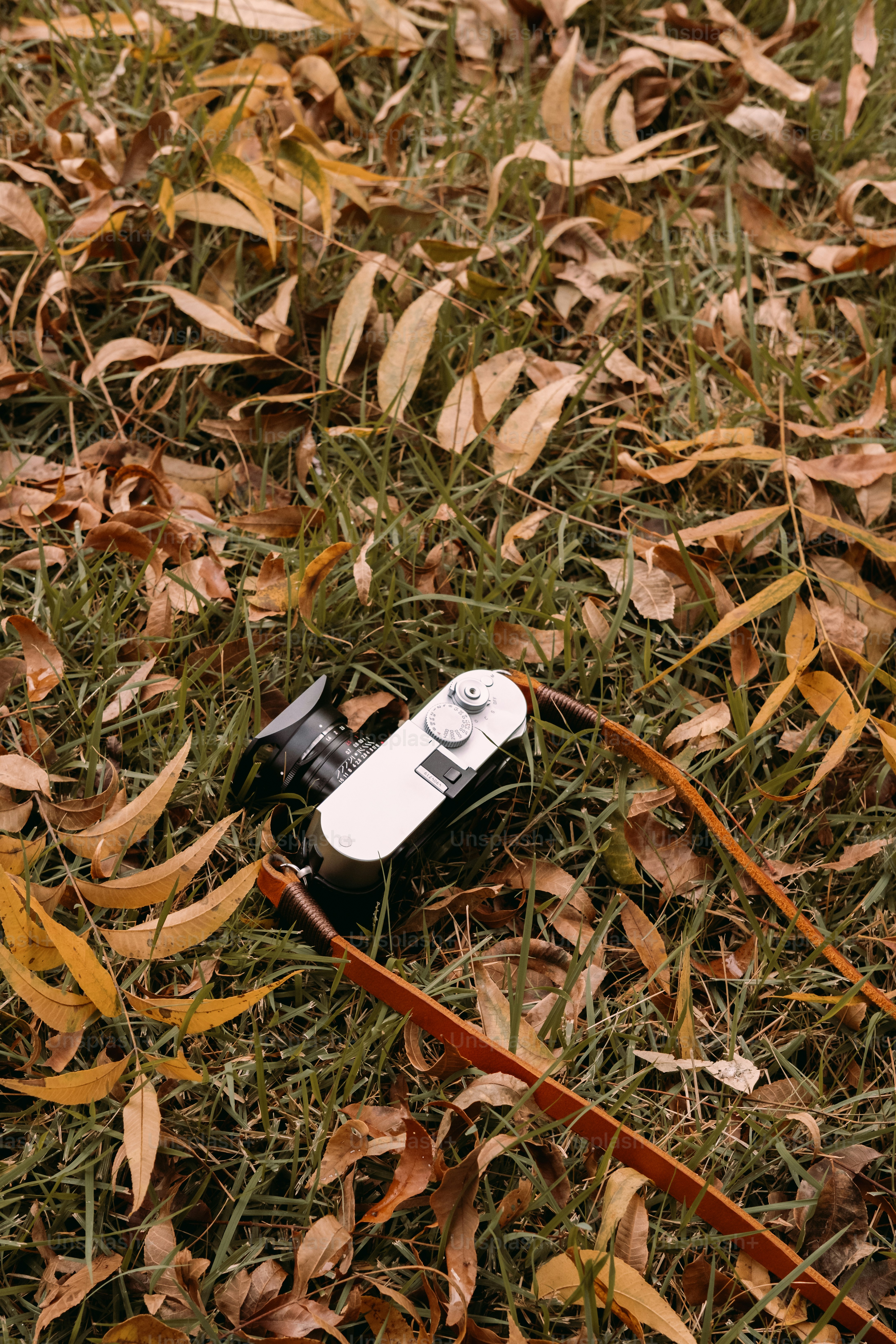 A vintage camera rests on autumn leaves and grass.