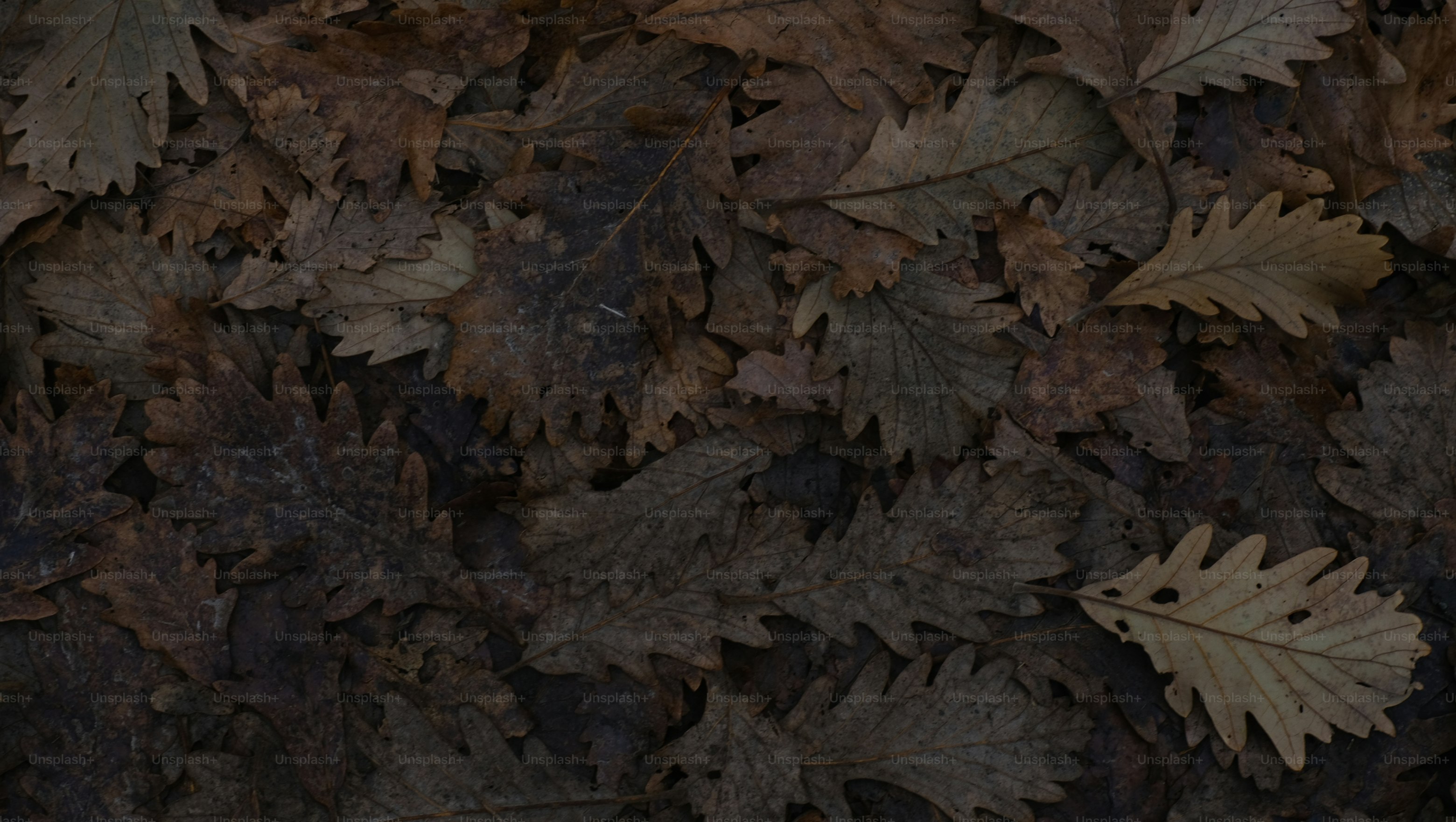 땅에 흩어져 있는 마른 갈색 참나무 잎