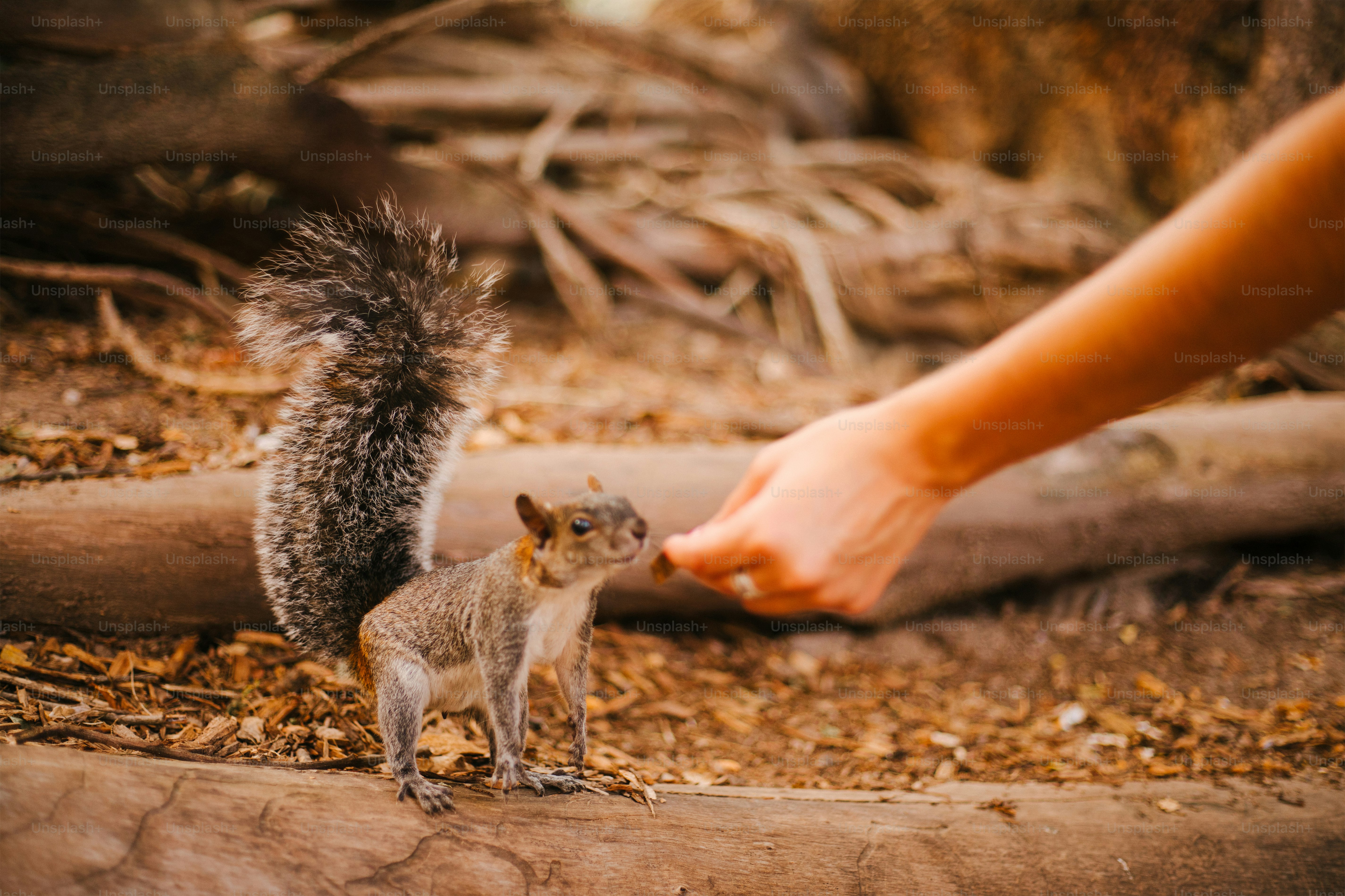 A hand feeding a squirrel nuts