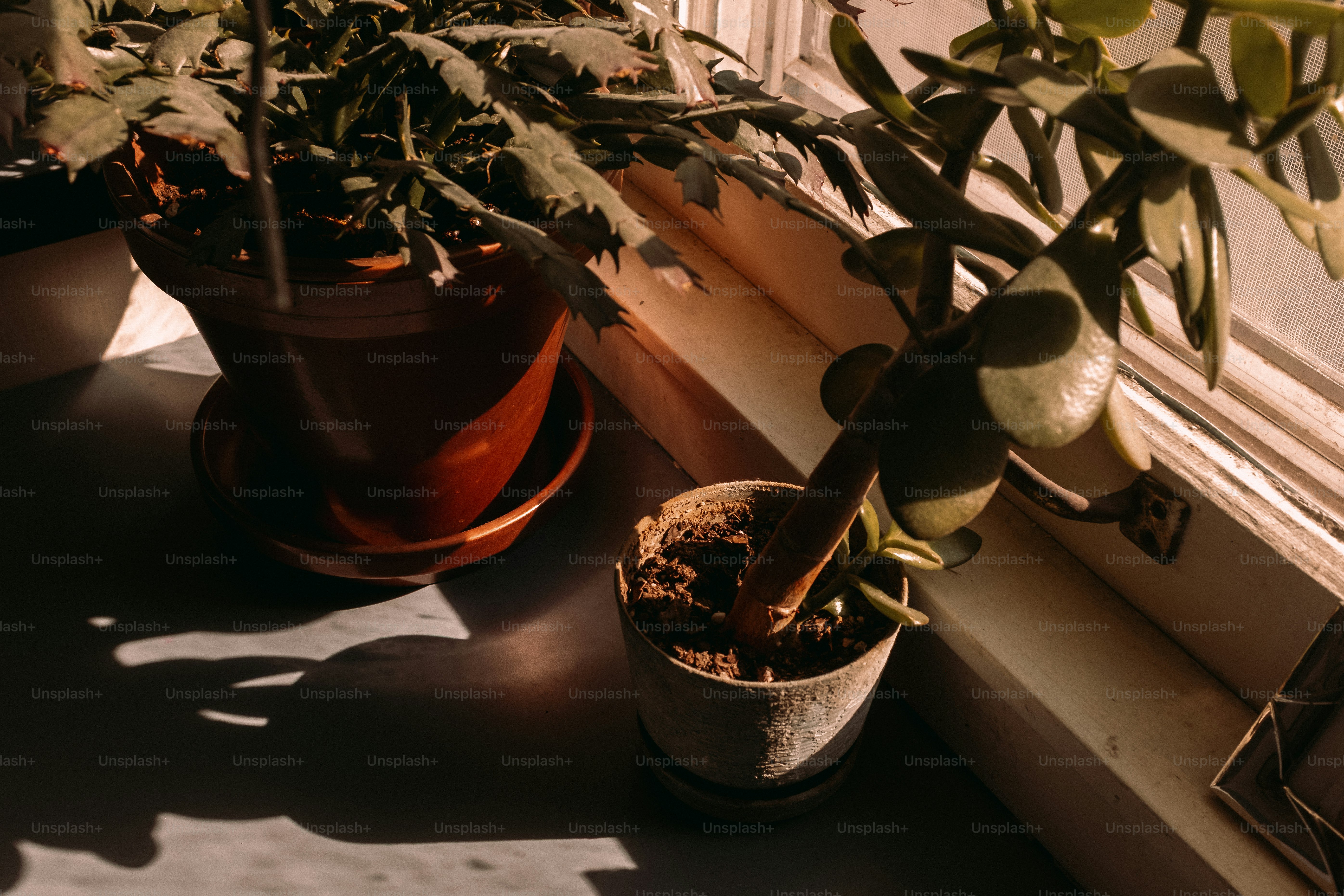 Potted plants on a windowsill in sunlight.
