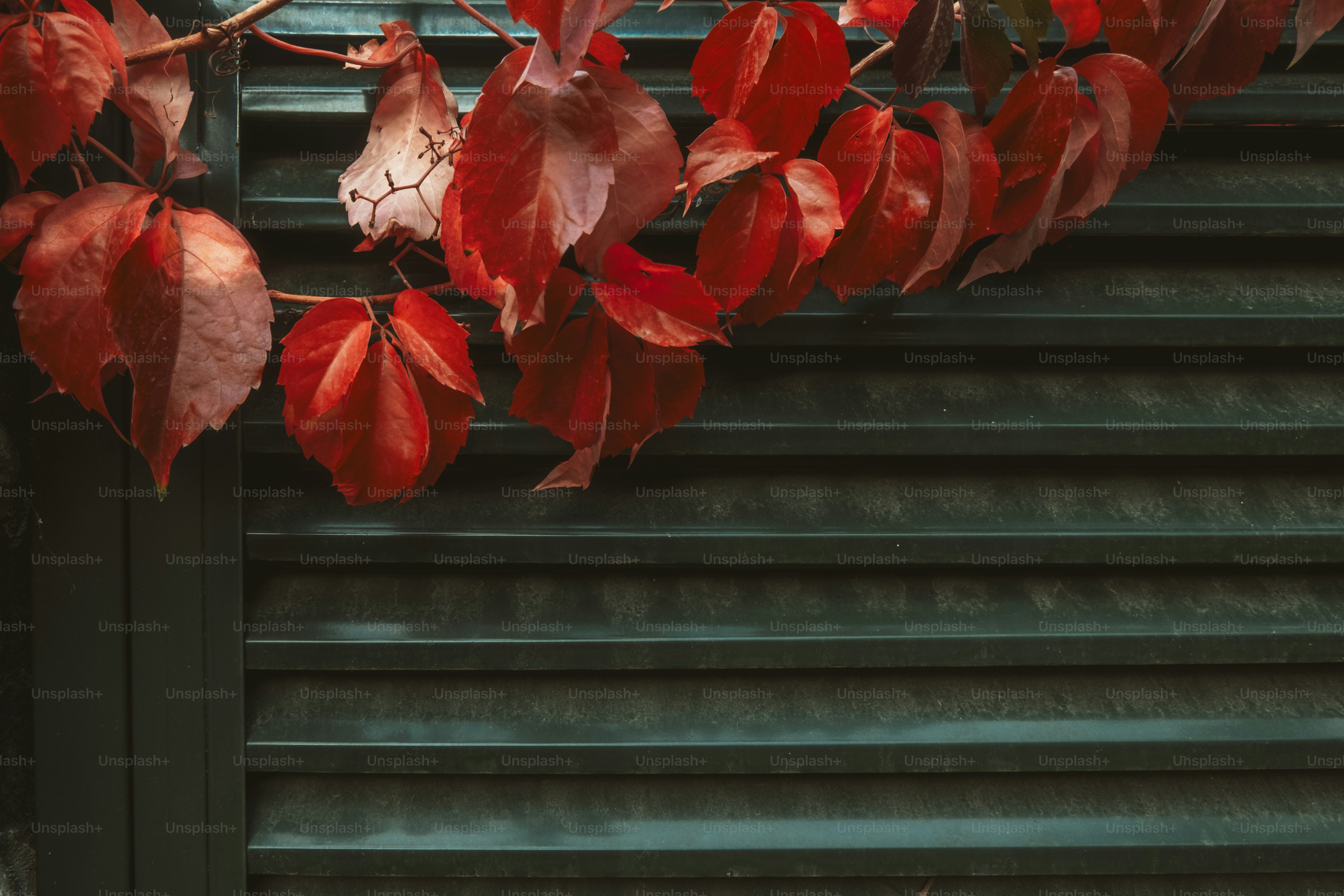 Red leaves on a green shutter background