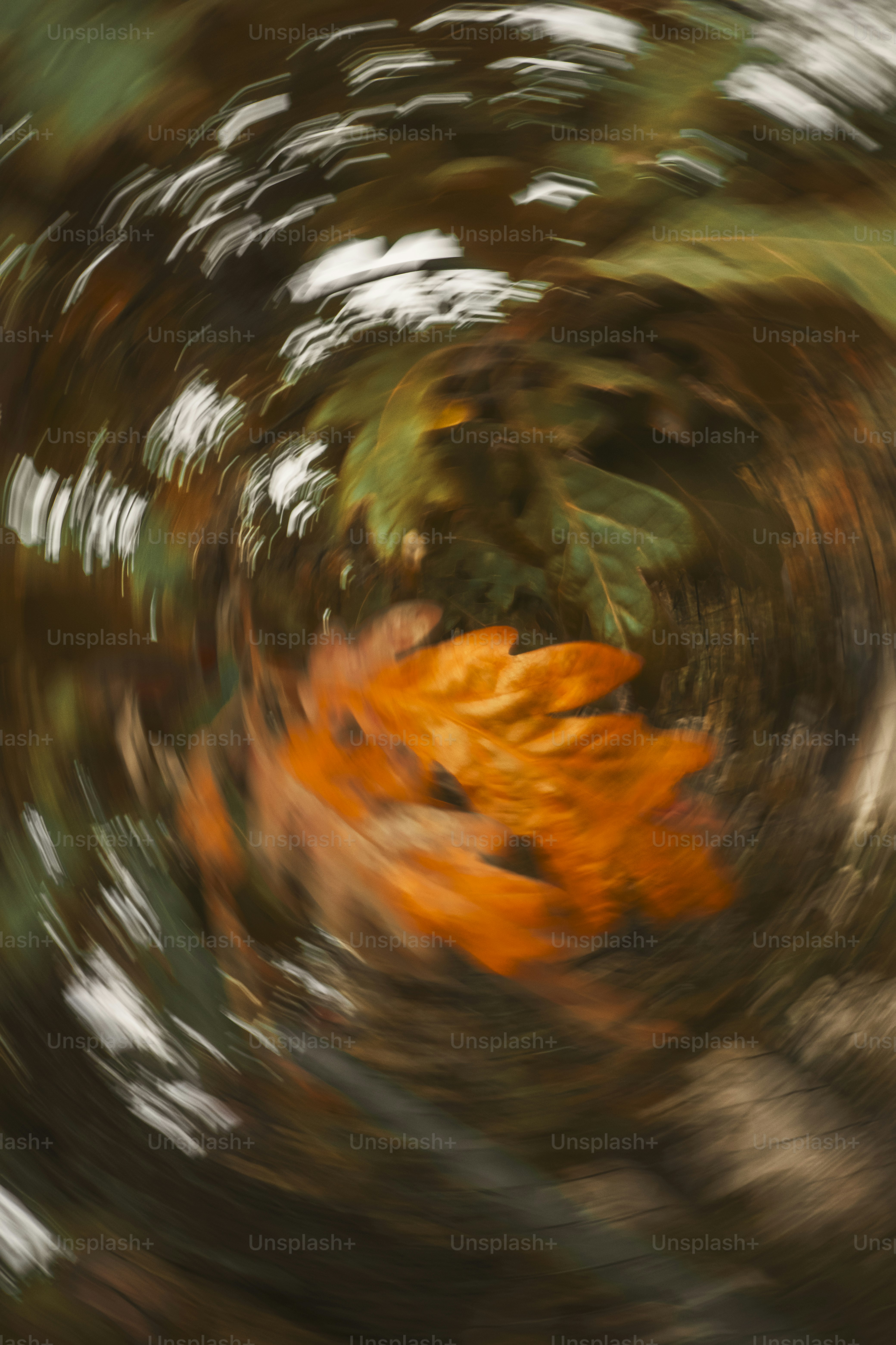 premium_photo-1761065704240-90d0a4fc2271?ixid=M3wxMjA3fDB8MXxzZWFyY2h8MTd8fHRydWZmZSUyMG5vaXJlJTIwZCUyN2F1dG9tbmV8ZW58MHx8fHwxNzYyMzAwMzE1fDA\u0026ixlib=rb-4.1.0