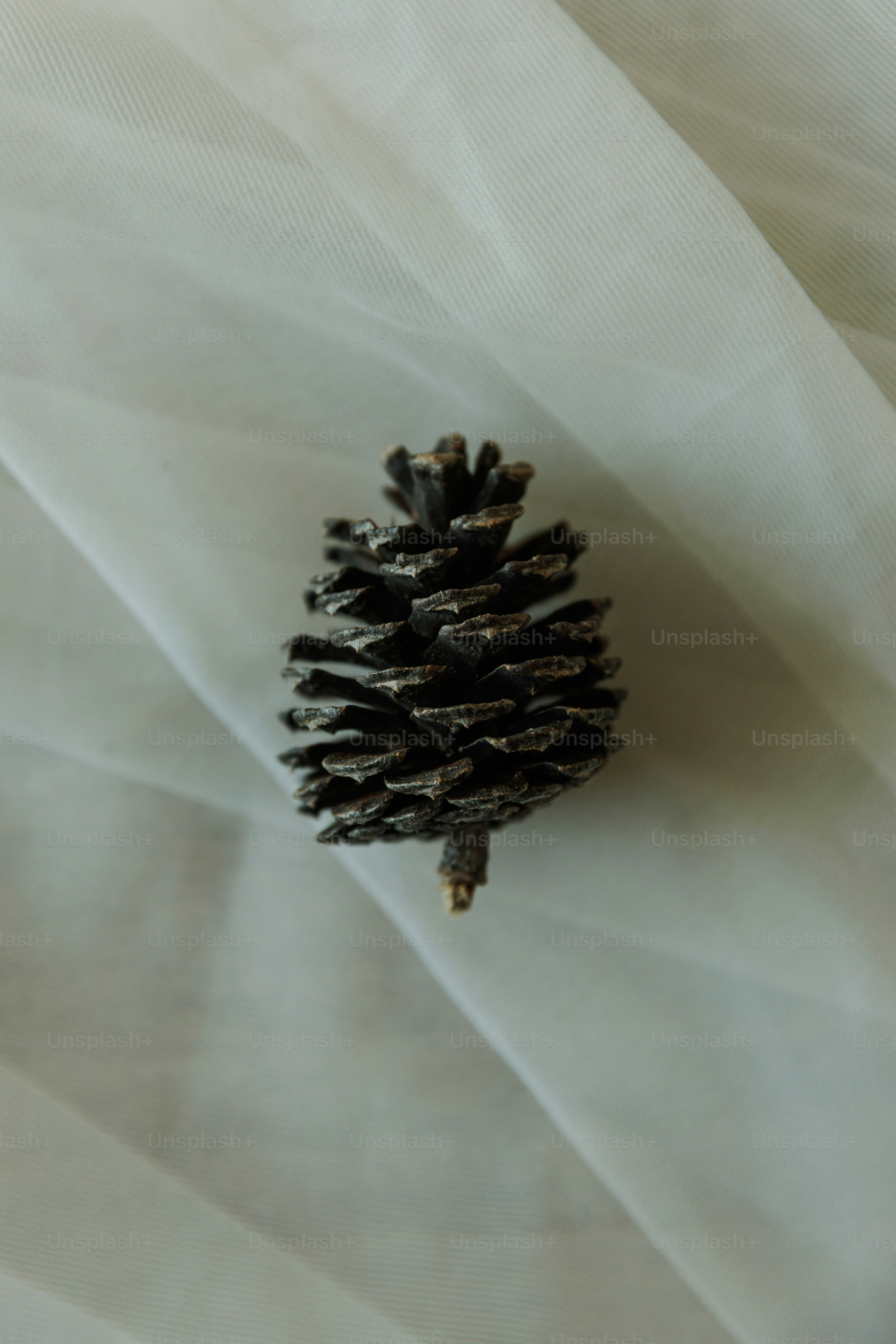 A single pinecone rests on a draped fabric.