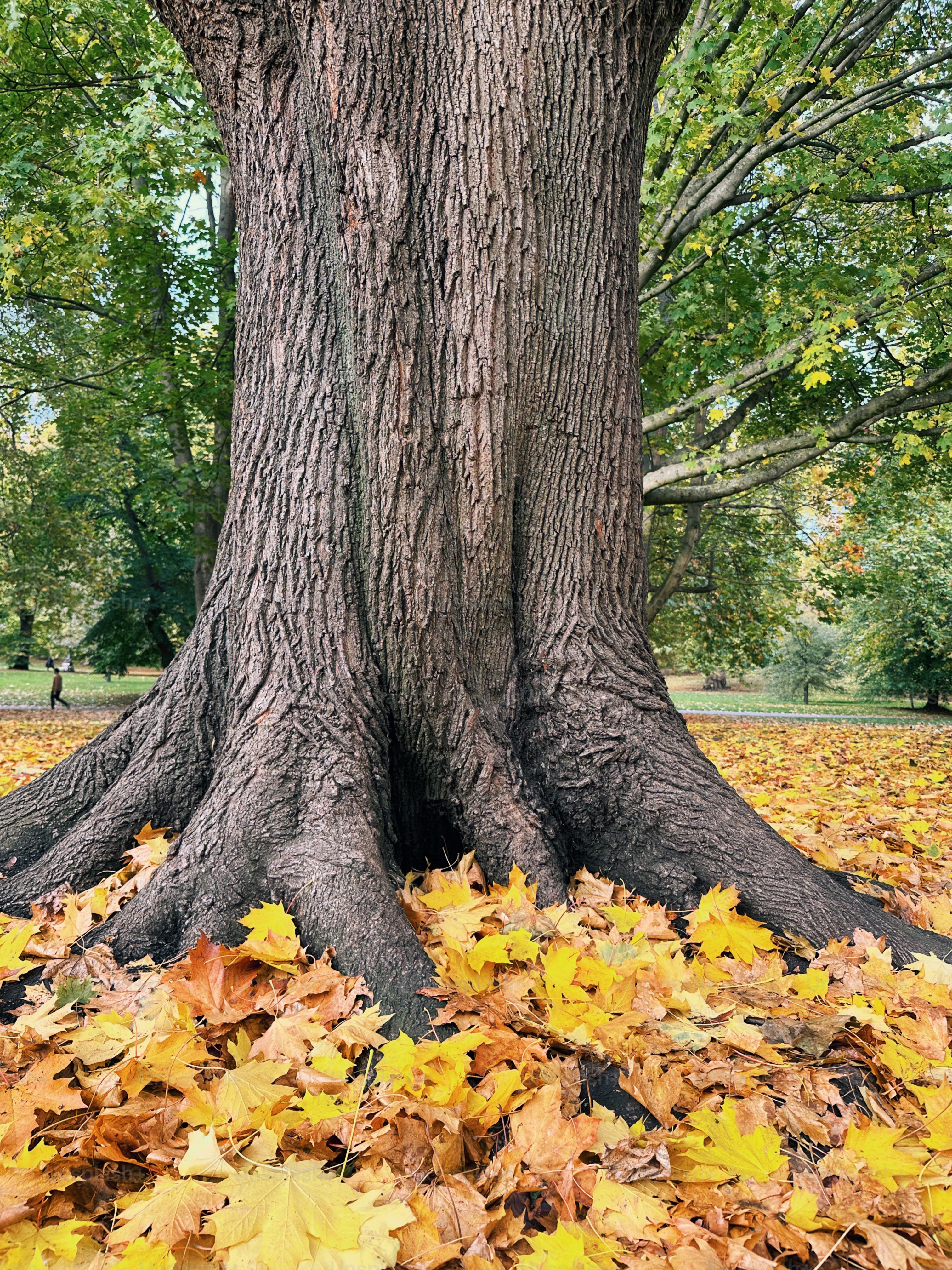 Fallen autumn leaves surround a tree trunk. photo – London Image on ...