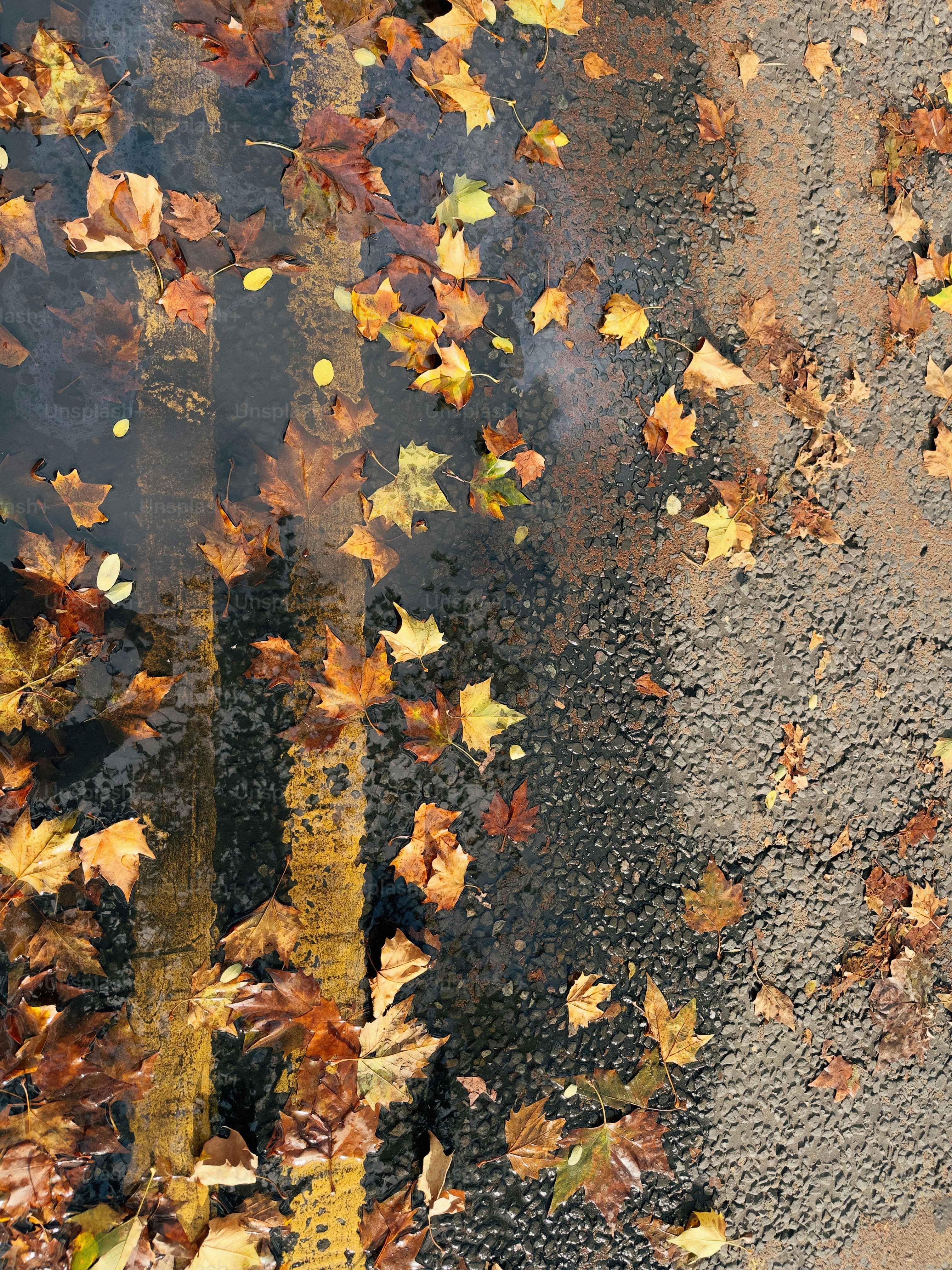 Fallen autumn leaves surround a tree trunk. photo – London Image on ...