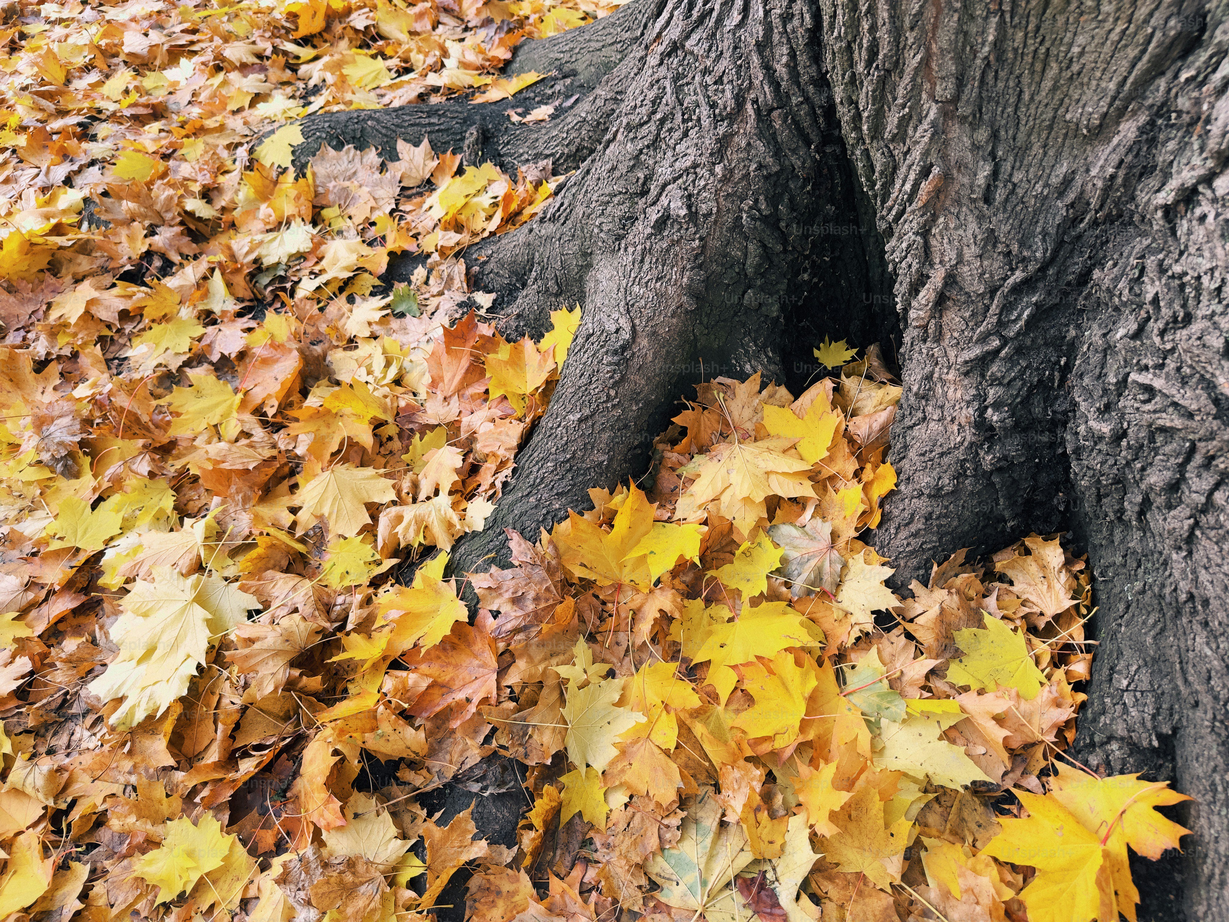 Fallen autumn leaves surround a tree trunk. photo – London Image on ...