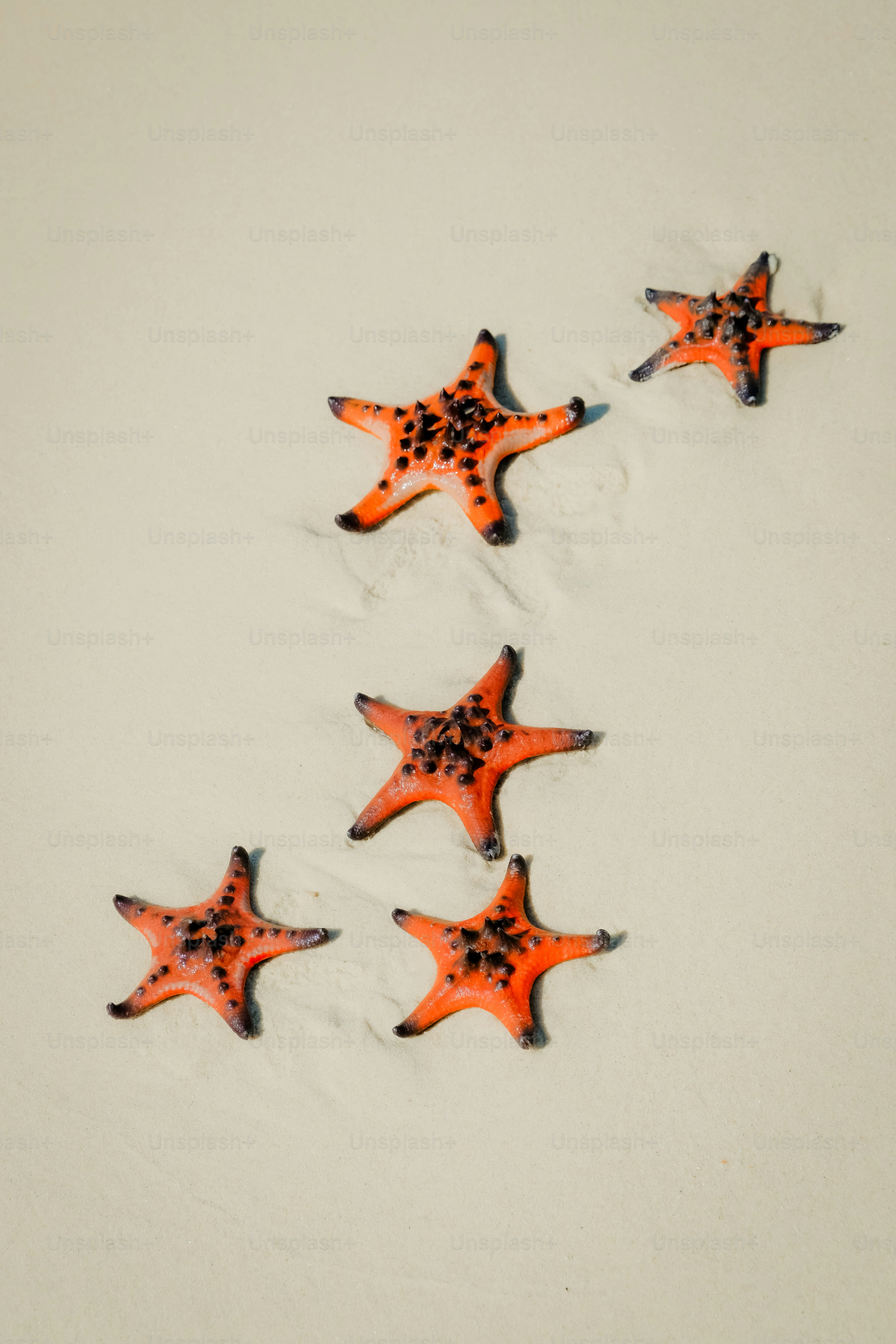 Fünf orangefarbene Seesterne an einem Sandstrand.