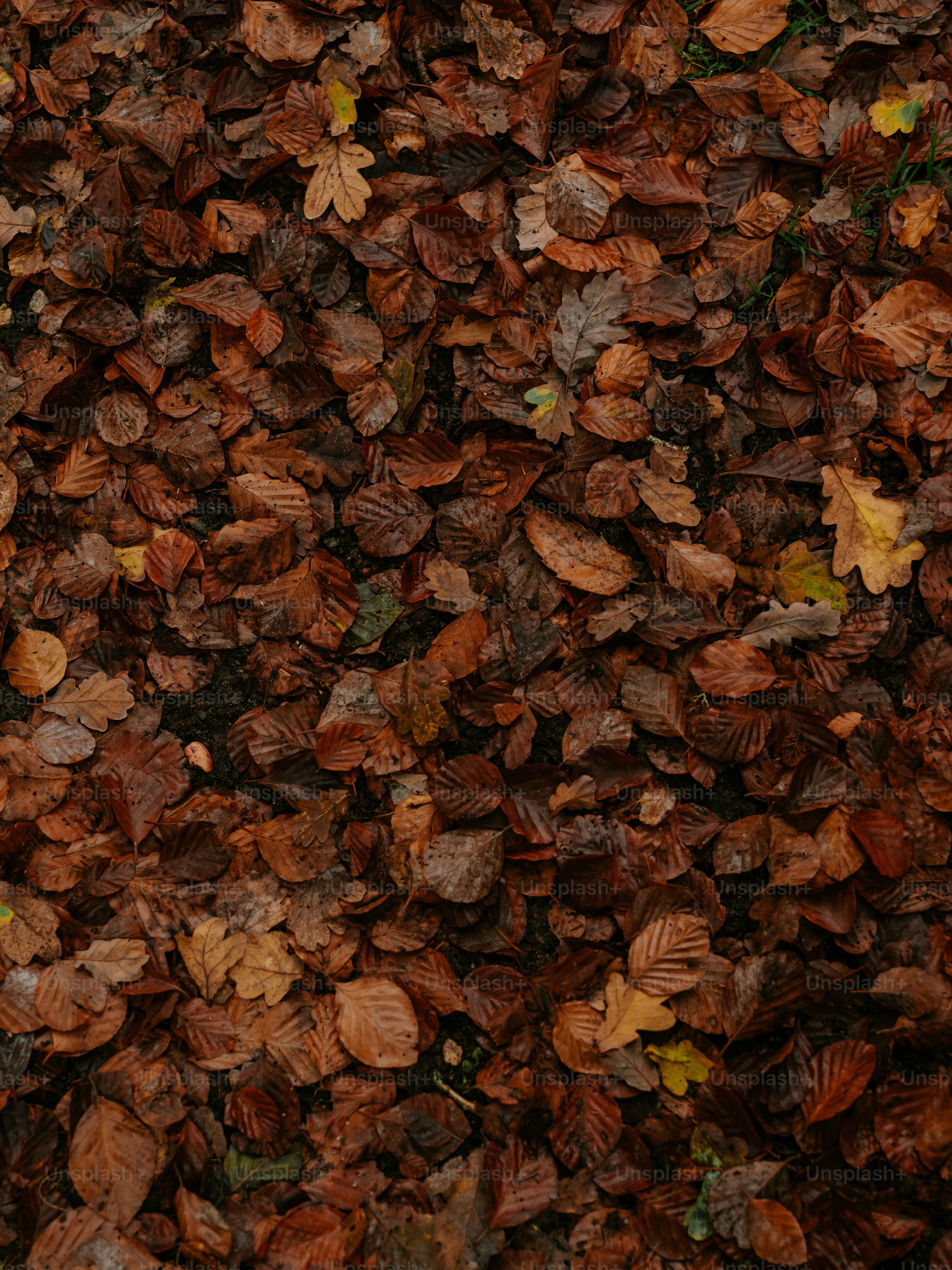 premium_photo-1761143060620-bd936626c988?ixid=M3wxMjA3fDB8MXxzZWFyY2h8NXx8ZnJlc2glMjBhdXR1bW4lMjB0cnVmZmxlfGVufDB8fHx8MTc2NTE4Mjk5NXww\u0026ixlib=rb-4.1.0