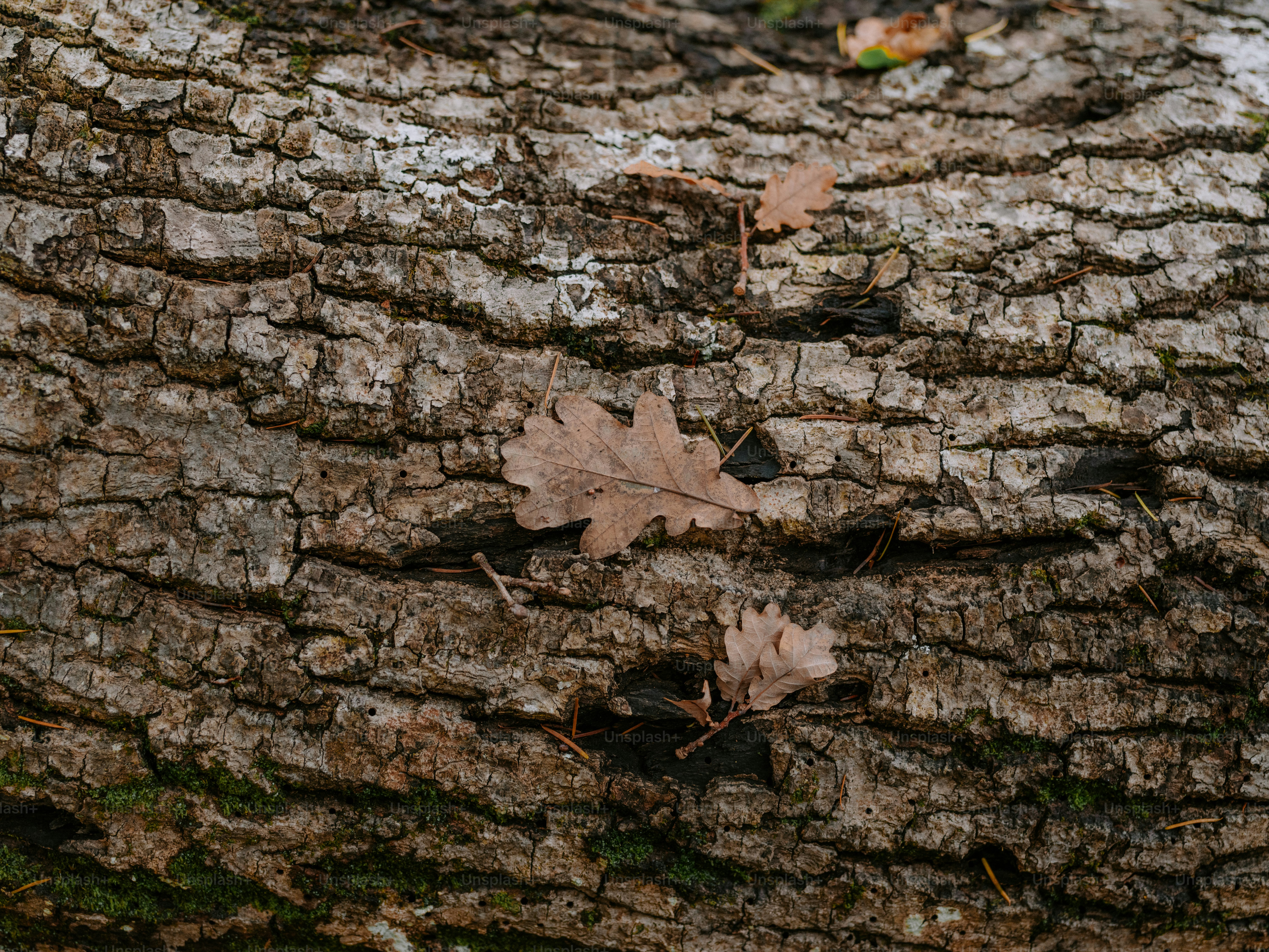 Close up of rough tree bark with fallen leaves. photo – Forest Image on ...
