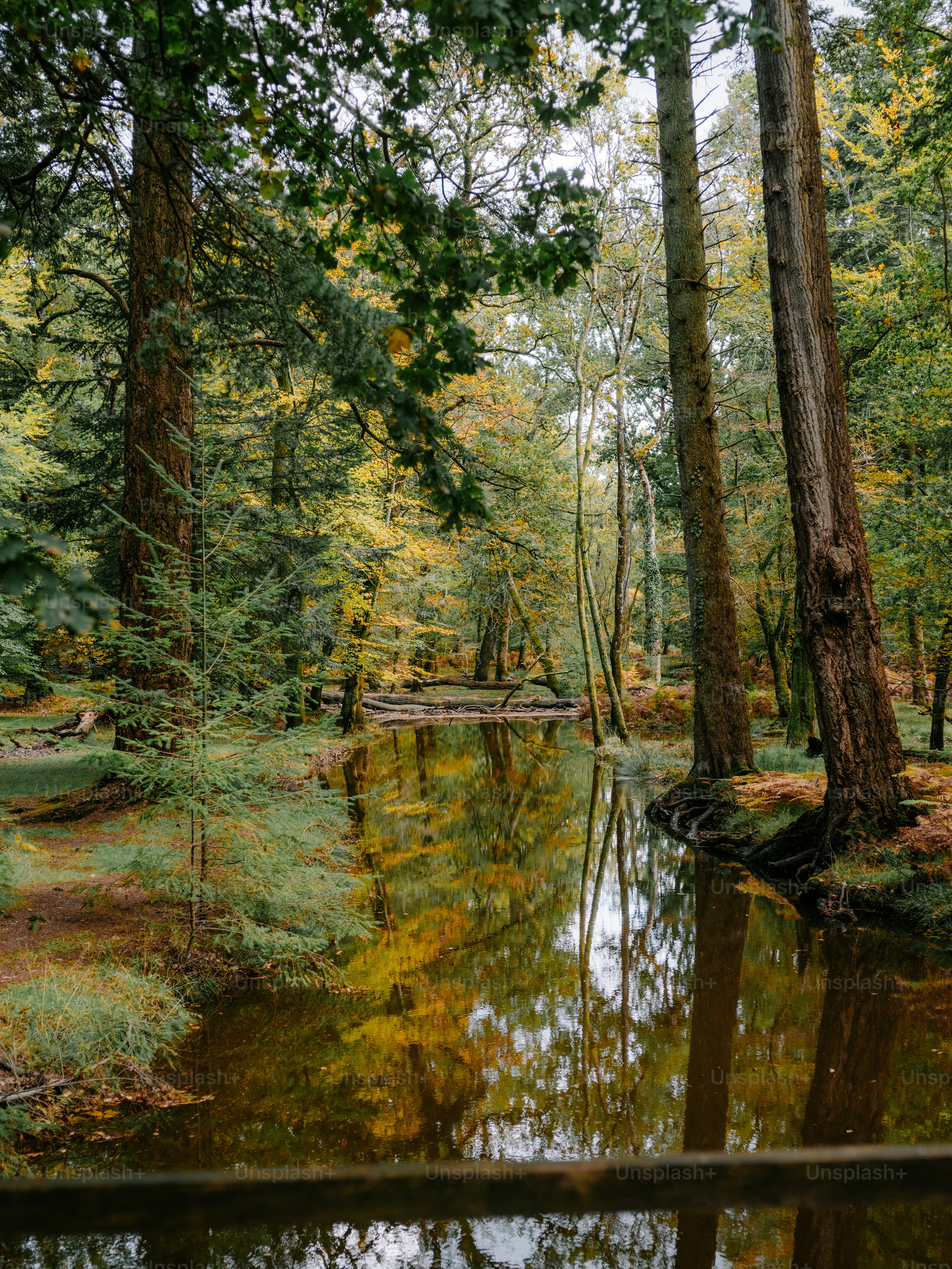 A serene forest with a calm river reflecting trees. photo – Image on ...