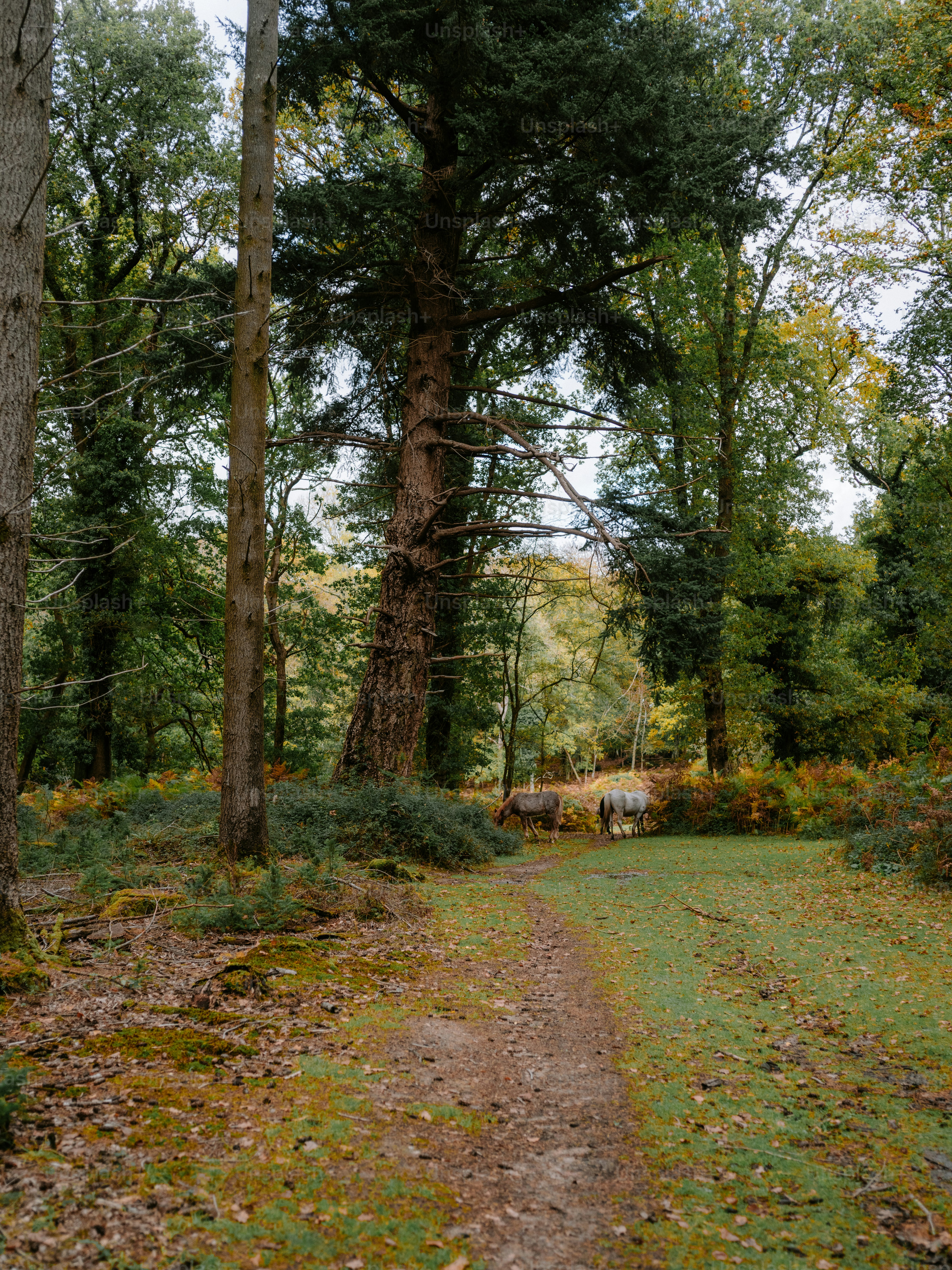 A winding path through a lush green forest. photo – Forest Image on ...