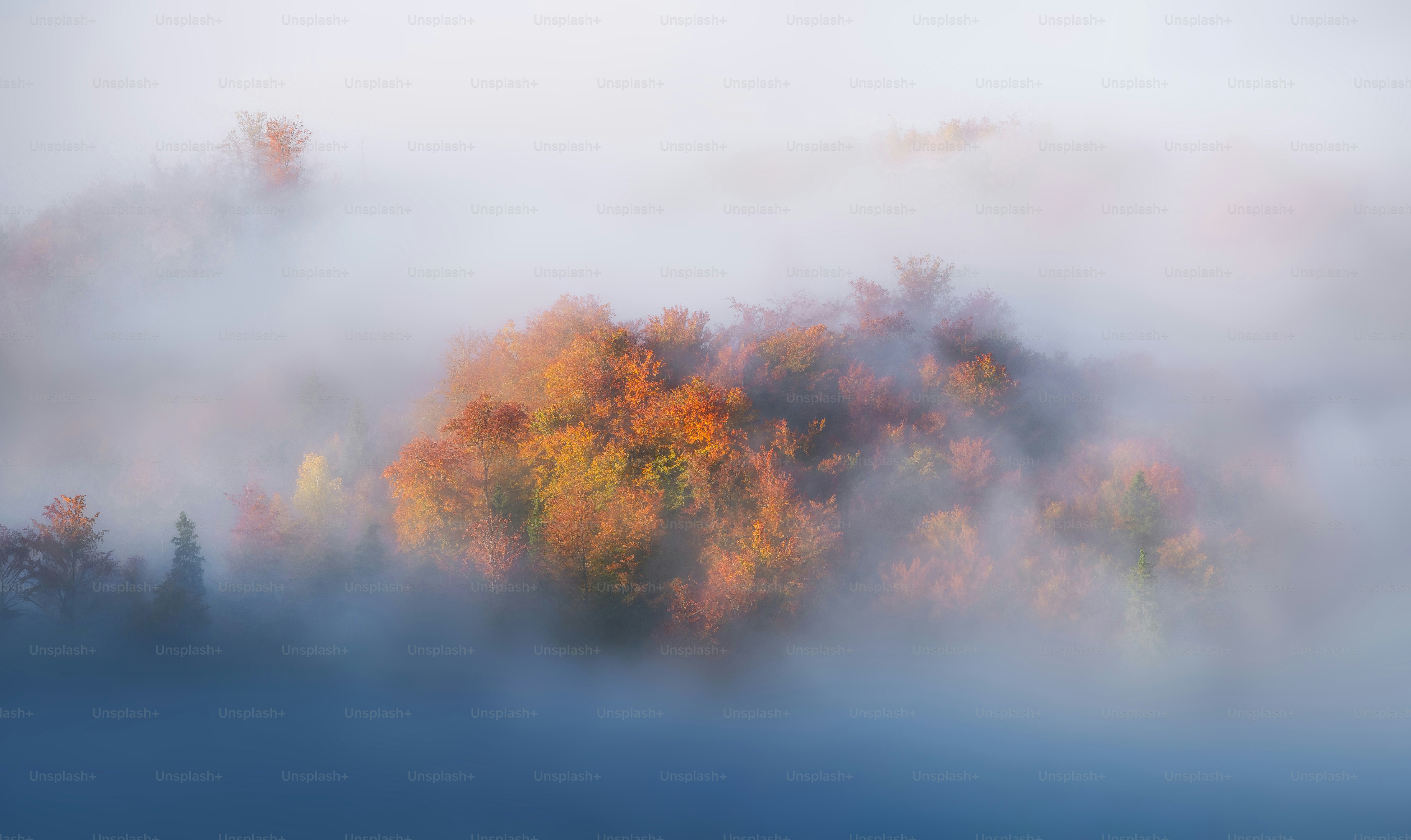 Autumn trees glowing through morning fog.