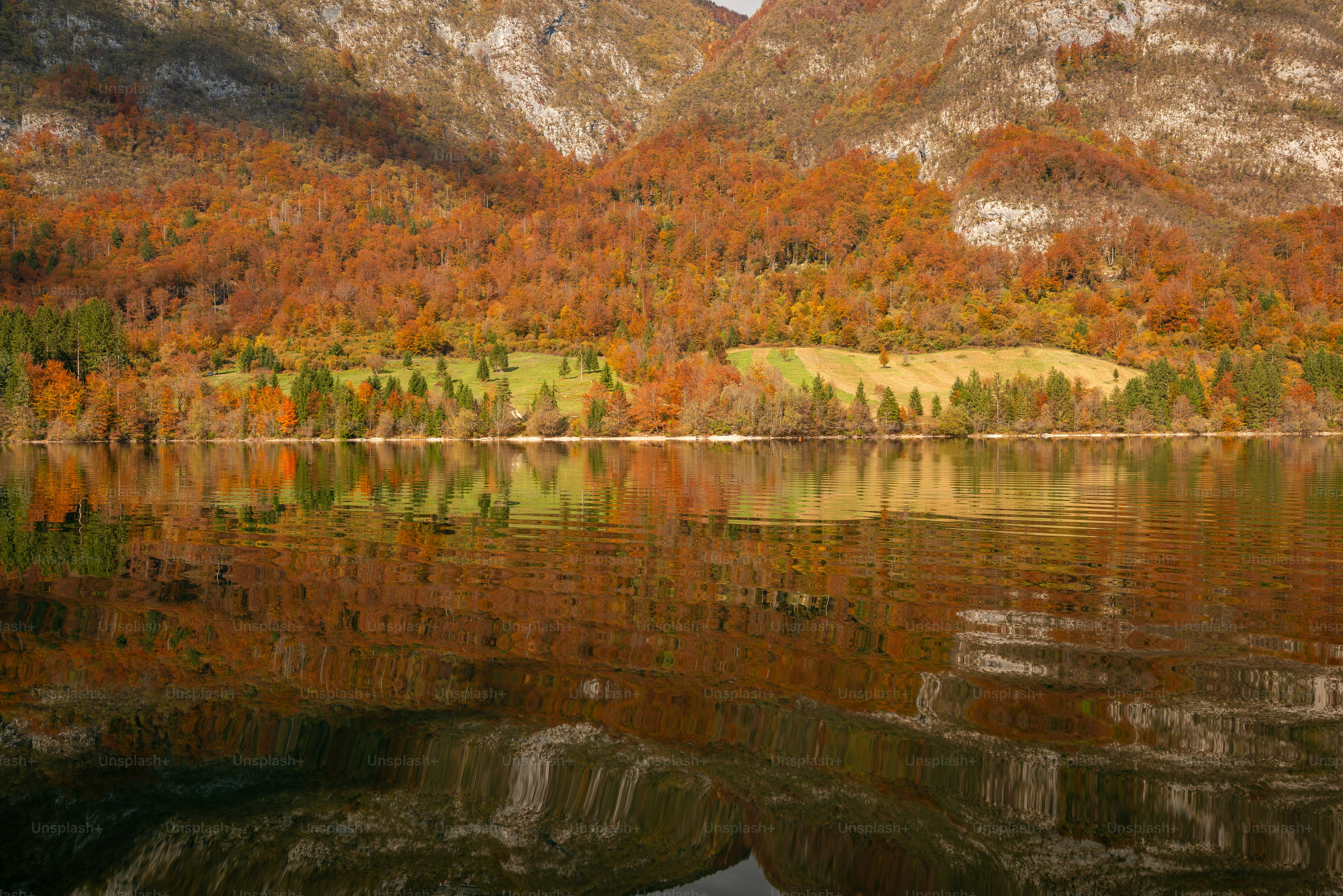 Autumn forest reflected in a calm lake photo – Forest Image on Unsplash
