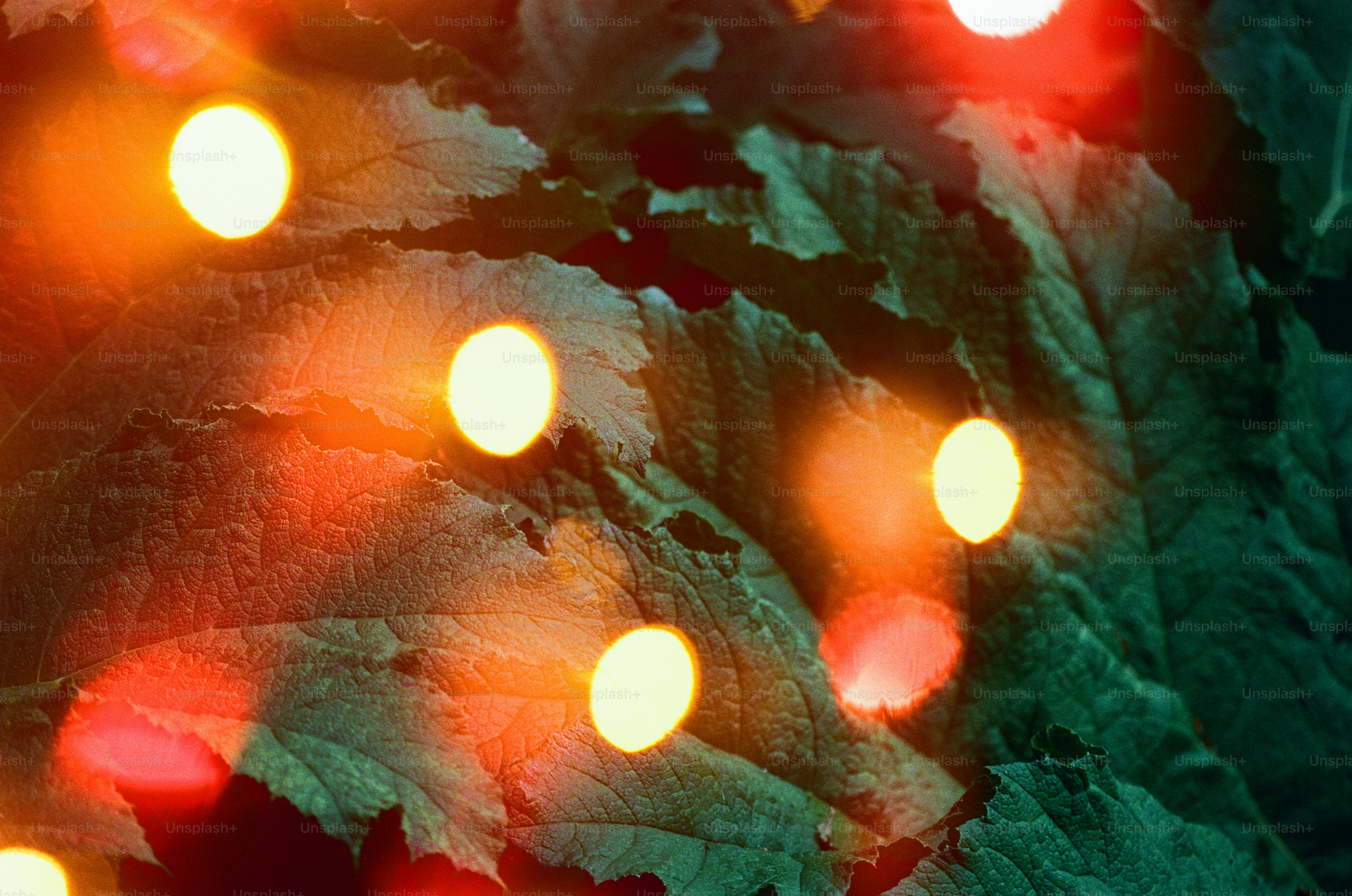 Close-up of blurred festive lights on textured leaves