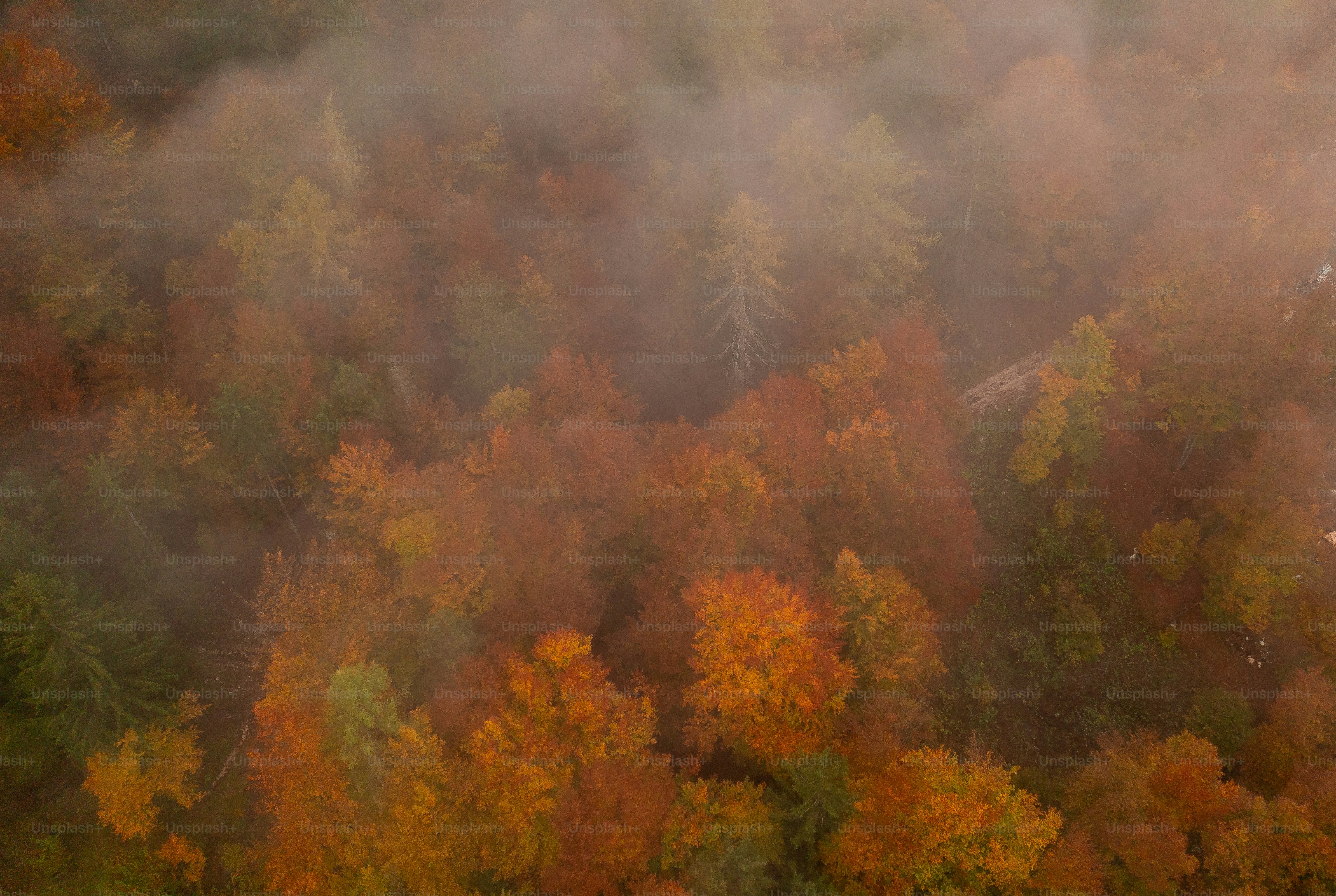 Forêt d’automne brumeuse avec des arbres colorés d’en haut - Photo sur ...