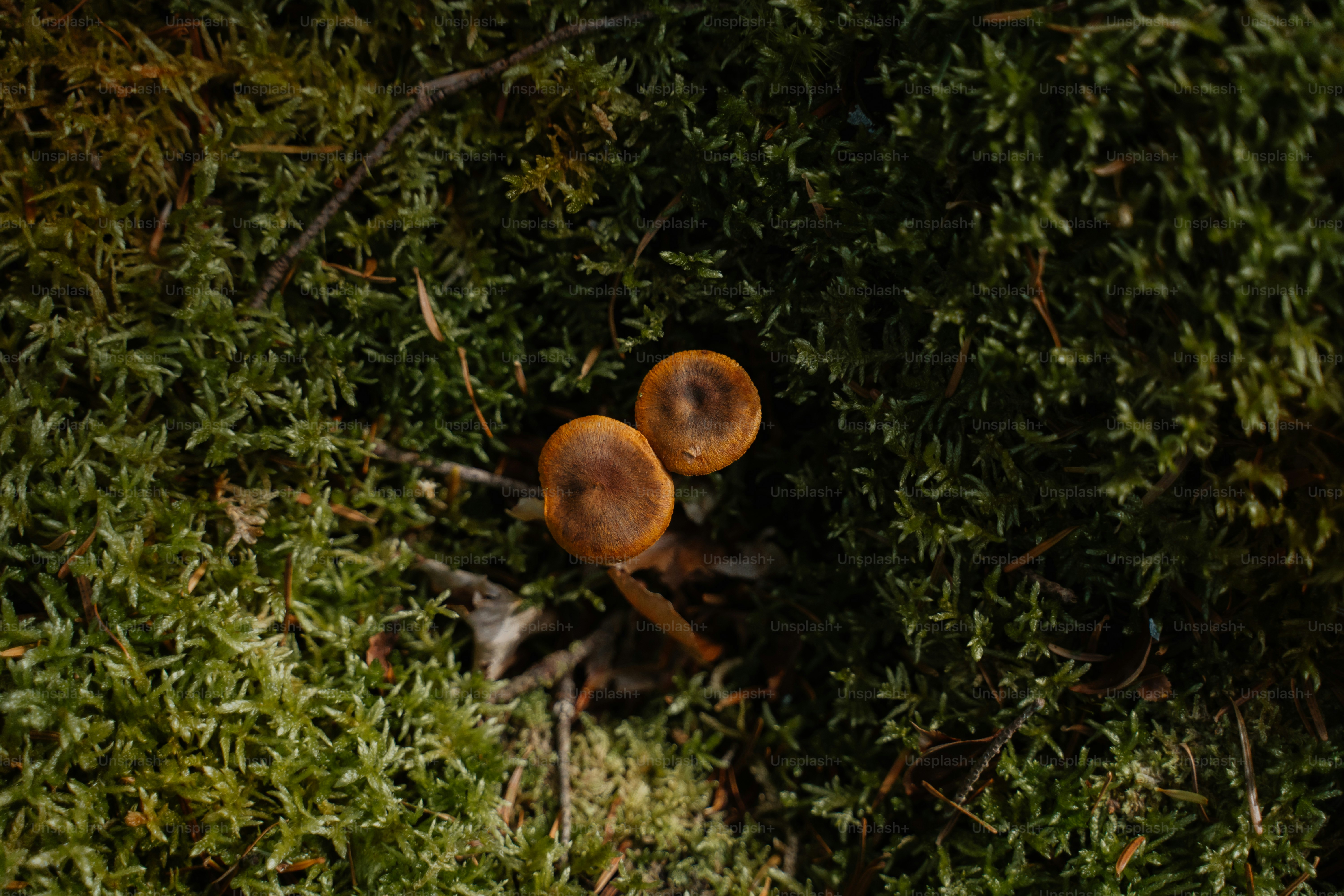Two small mushrooms growing on mossy ground.
