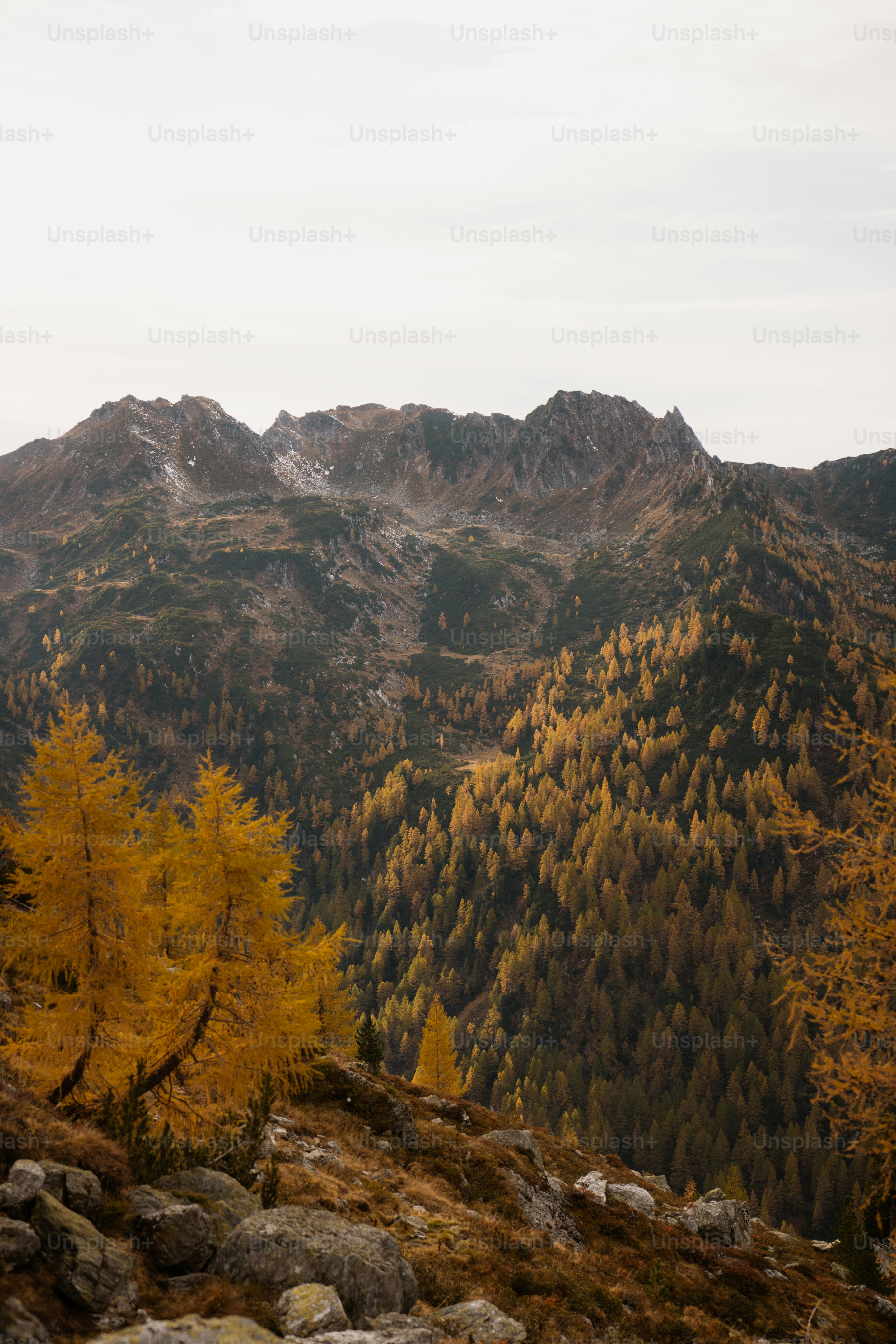 Autumn trees on a mountain slope under cloudy sky photo – Forest Image ...