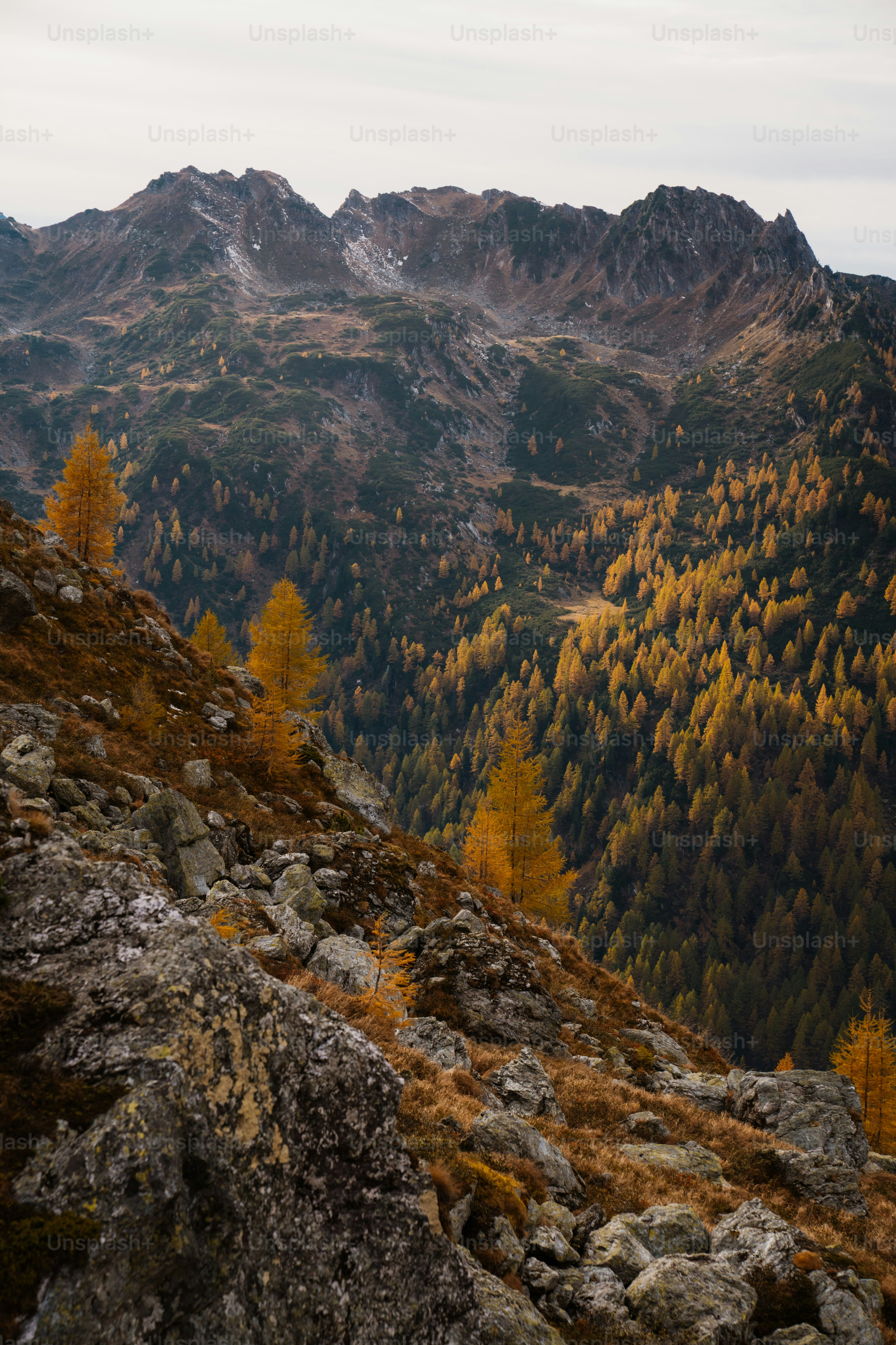 Autumn trees on a mountain slope under cloudy sky photo – Forest Image ...