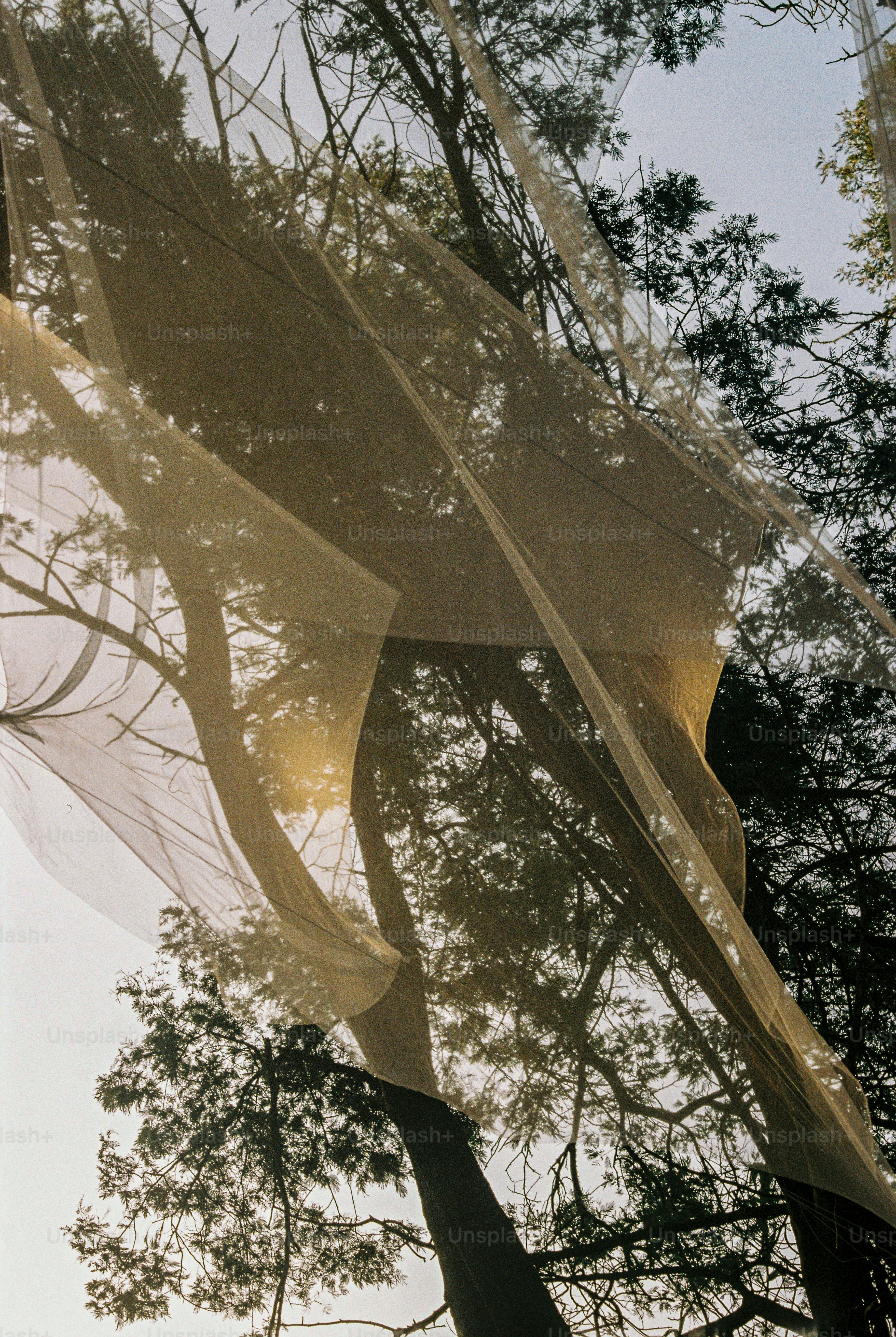 Tela transparente que cubría los árboles contra el cielo