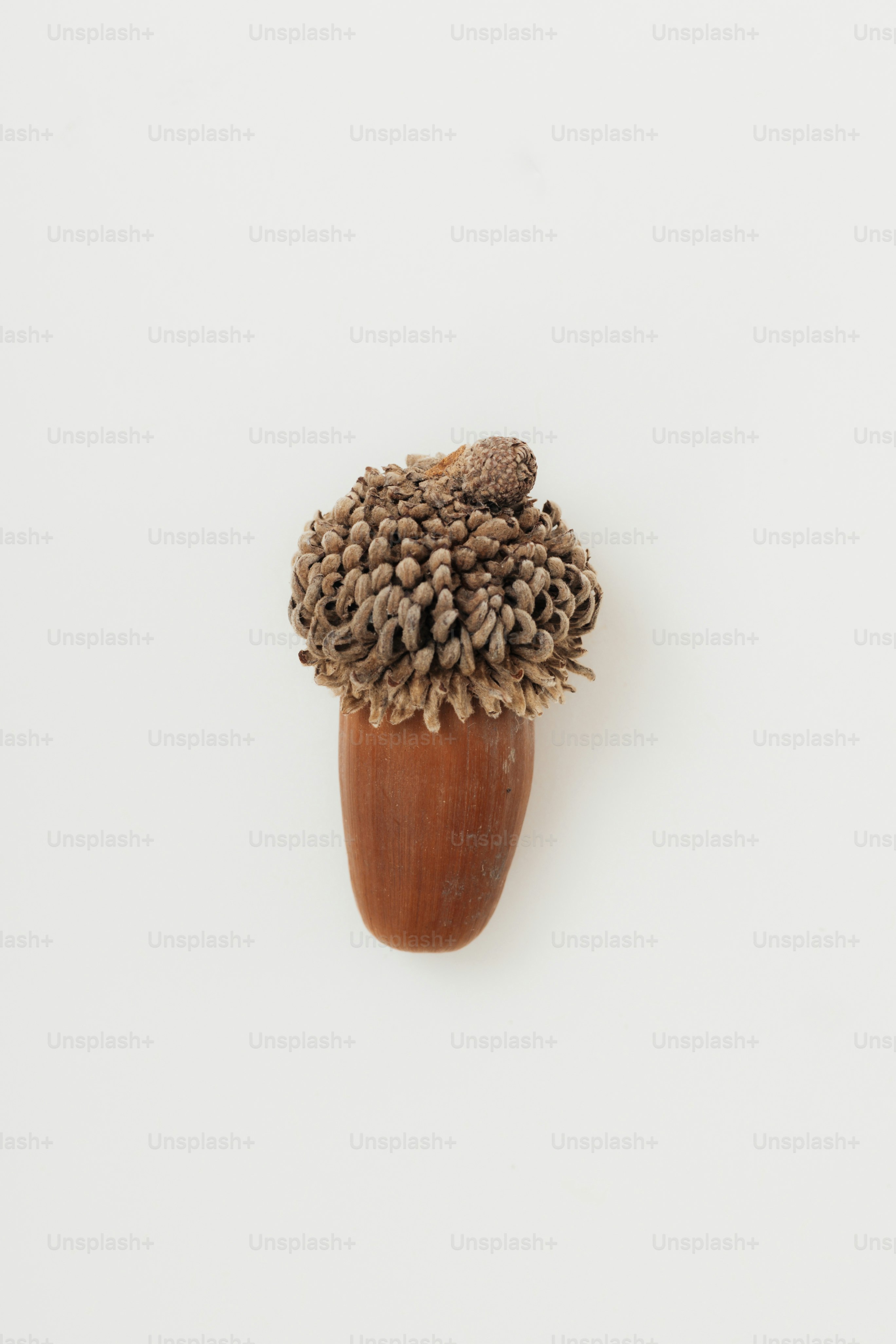 A single acorn with a textured cap on white background