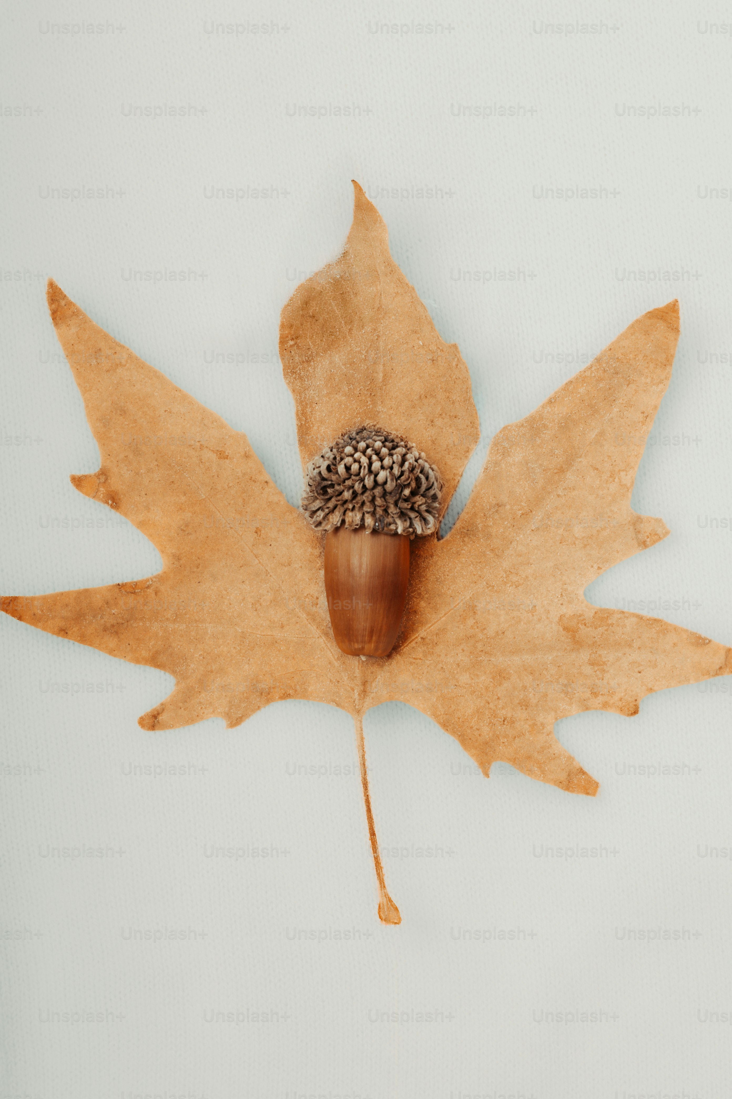 Eichel auf einem getrockneten Herbstblatt