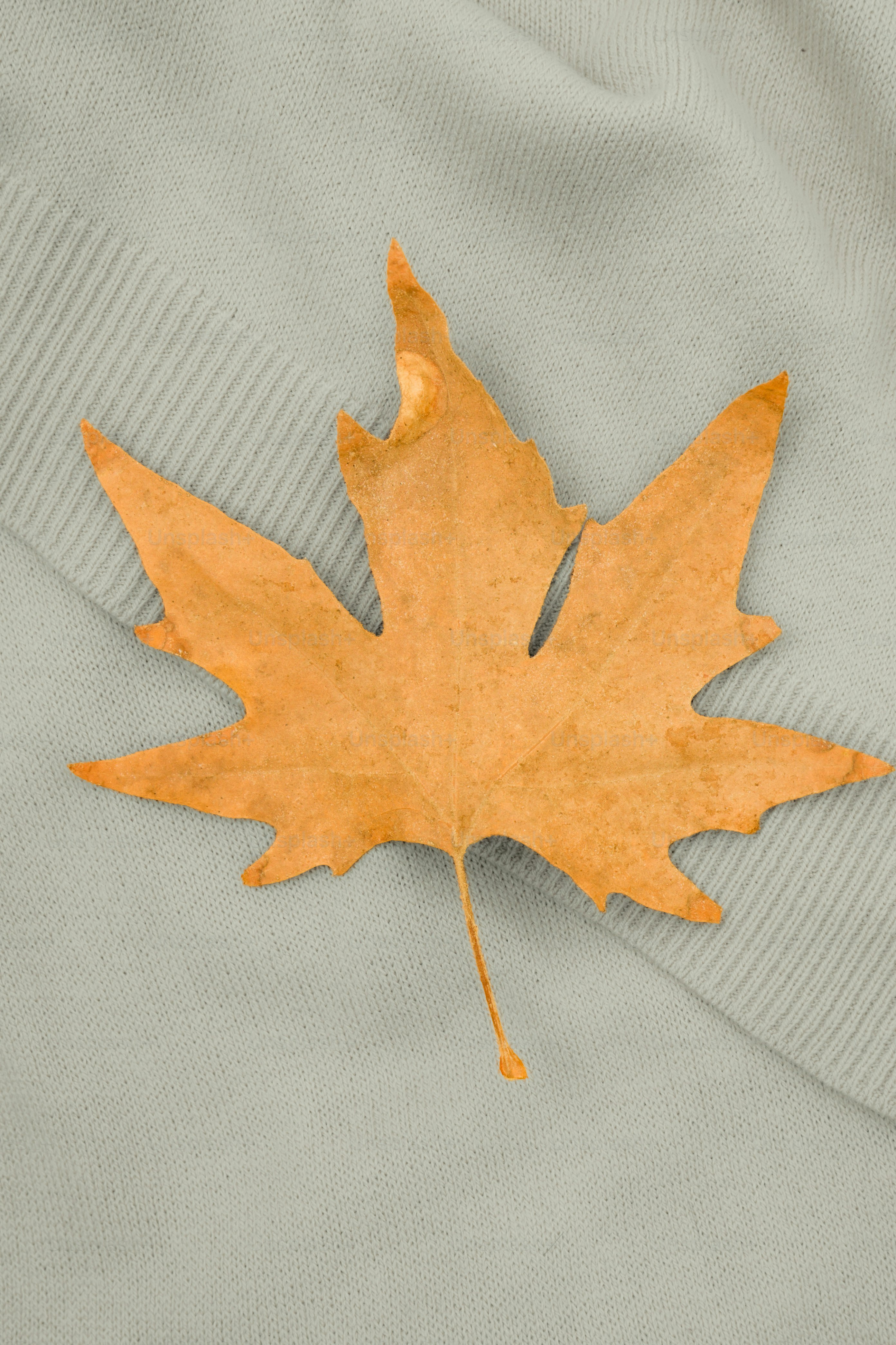 A single dried maple leaf on a textured surface