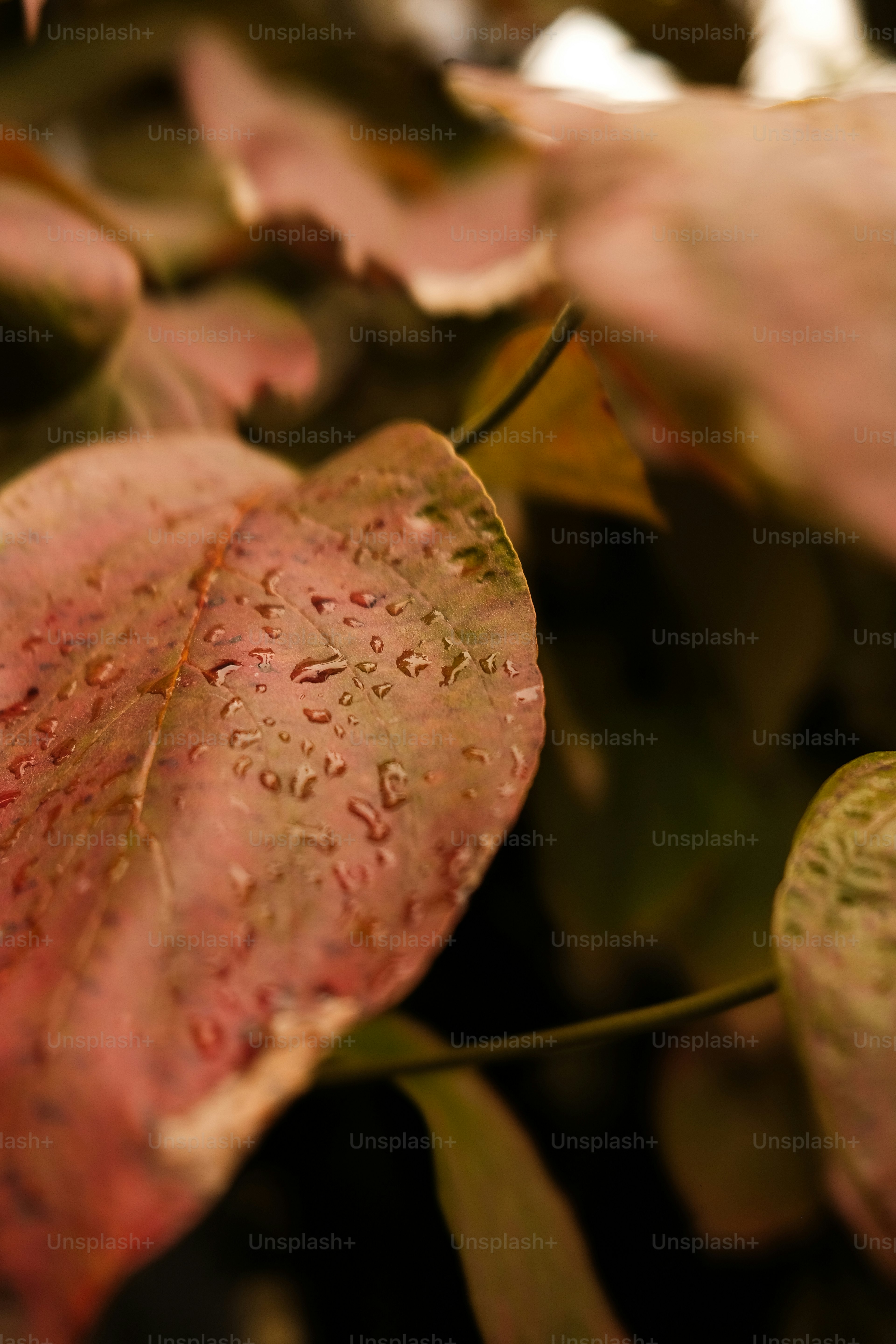 赤褐色の葉に水滴。