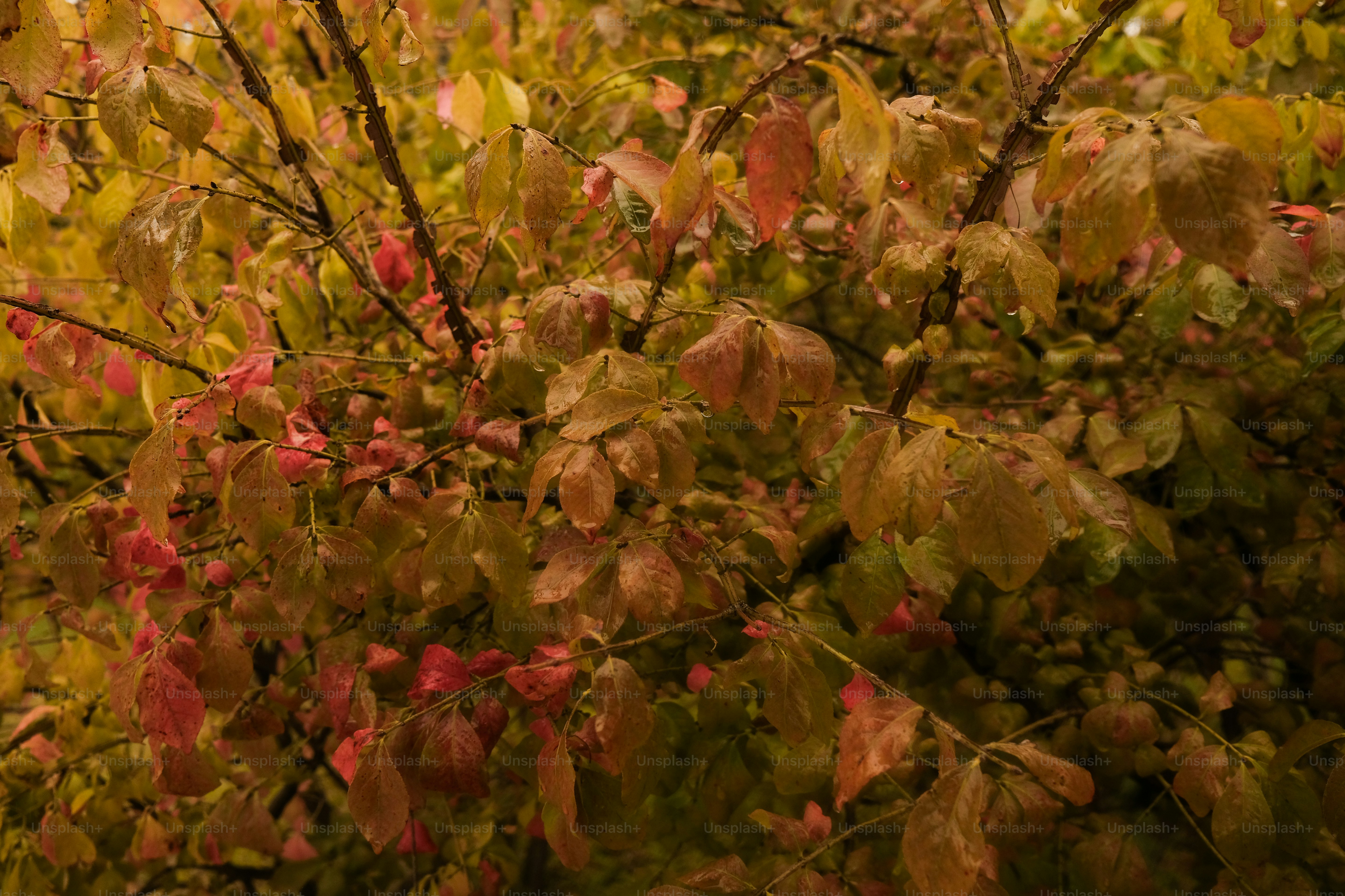枝に水滴がついた紅葉。