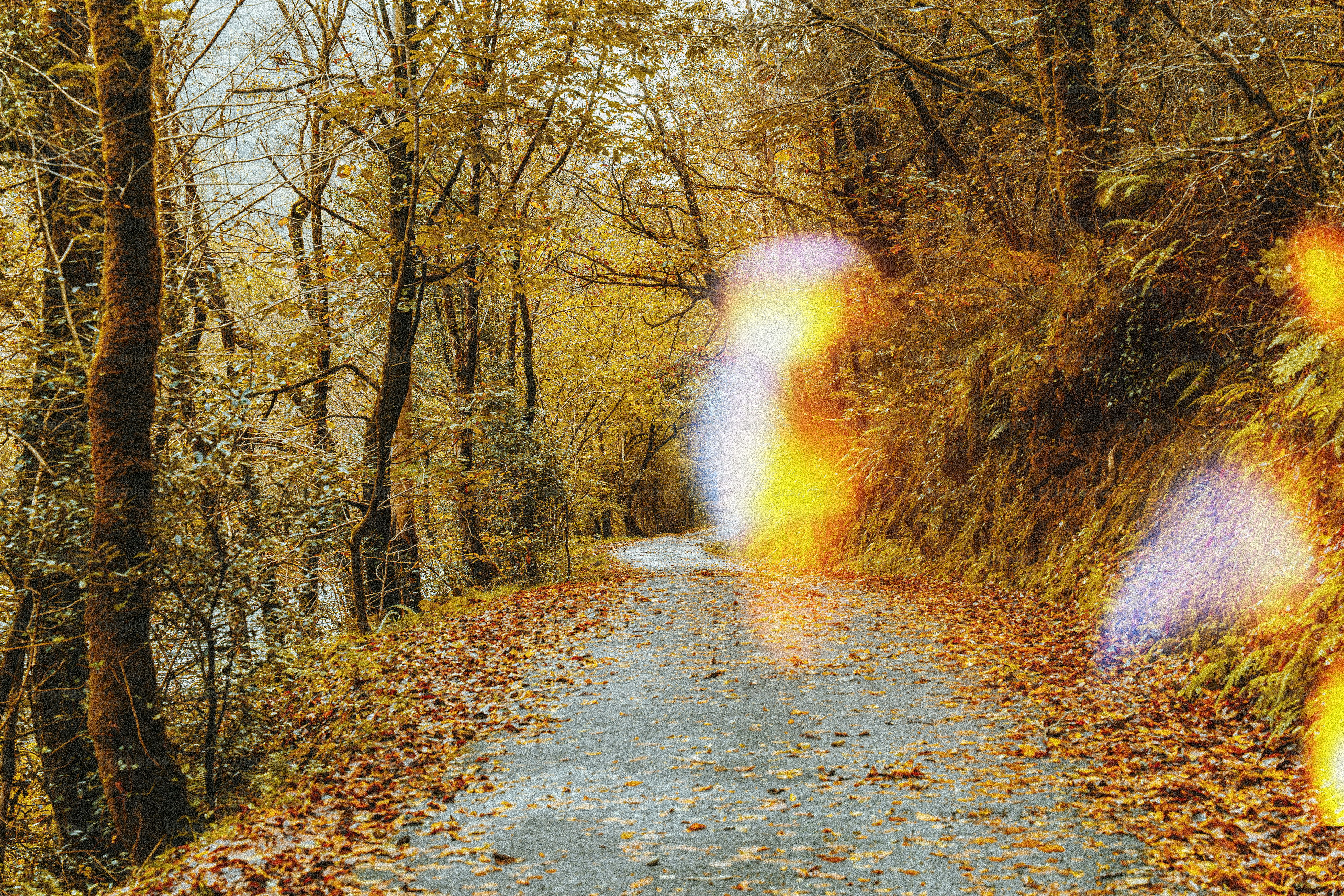 A winding road through autumn trees with fallen leaves. photo ...