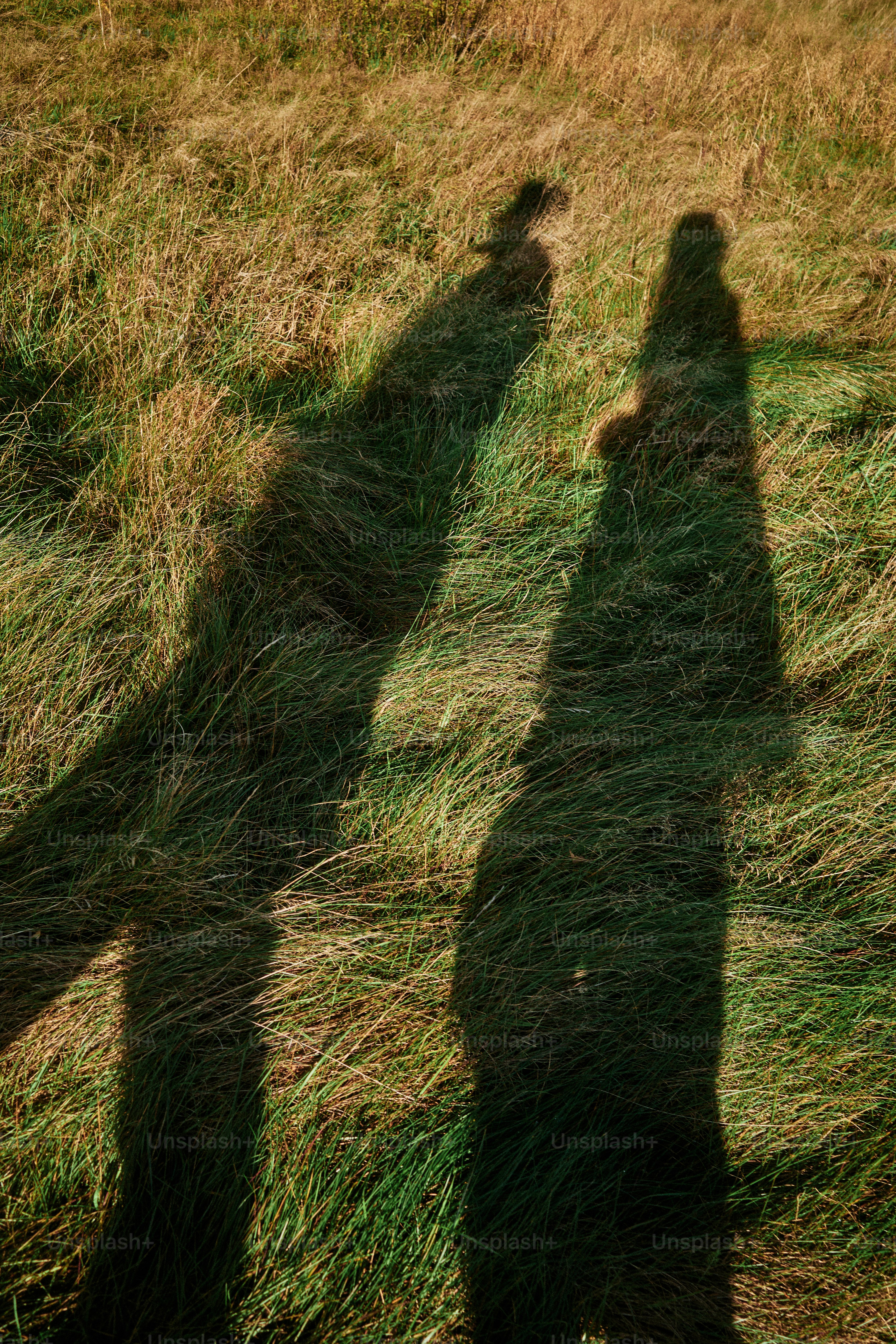 Zwei lange Schatten von Menschen auf trockenem Gras.