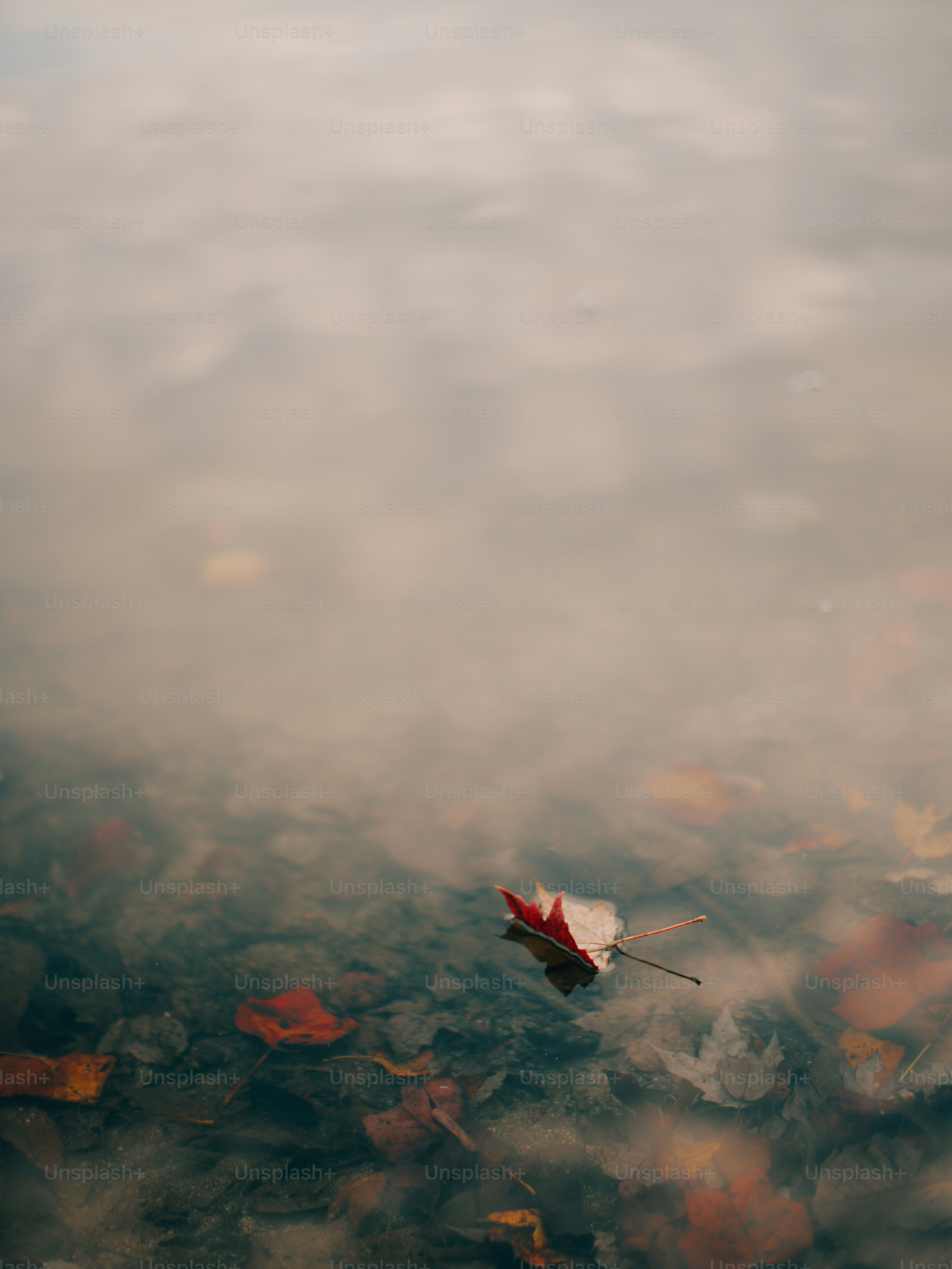 Hojas de otoño flotando en la superficie de aguas tranquilas