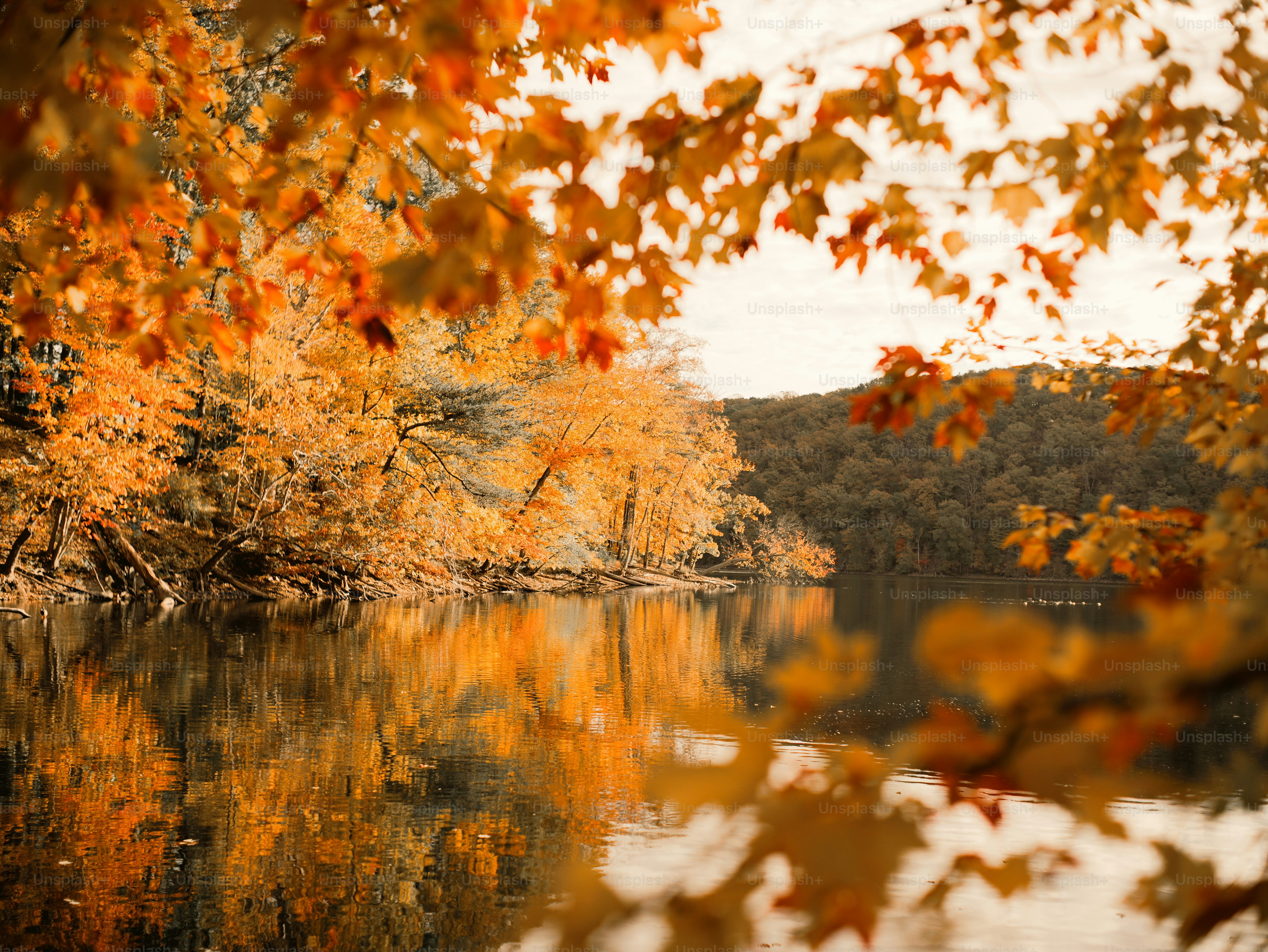 Autumn leaves floating on a misty lake surface. photo – Wallpaper Image ...