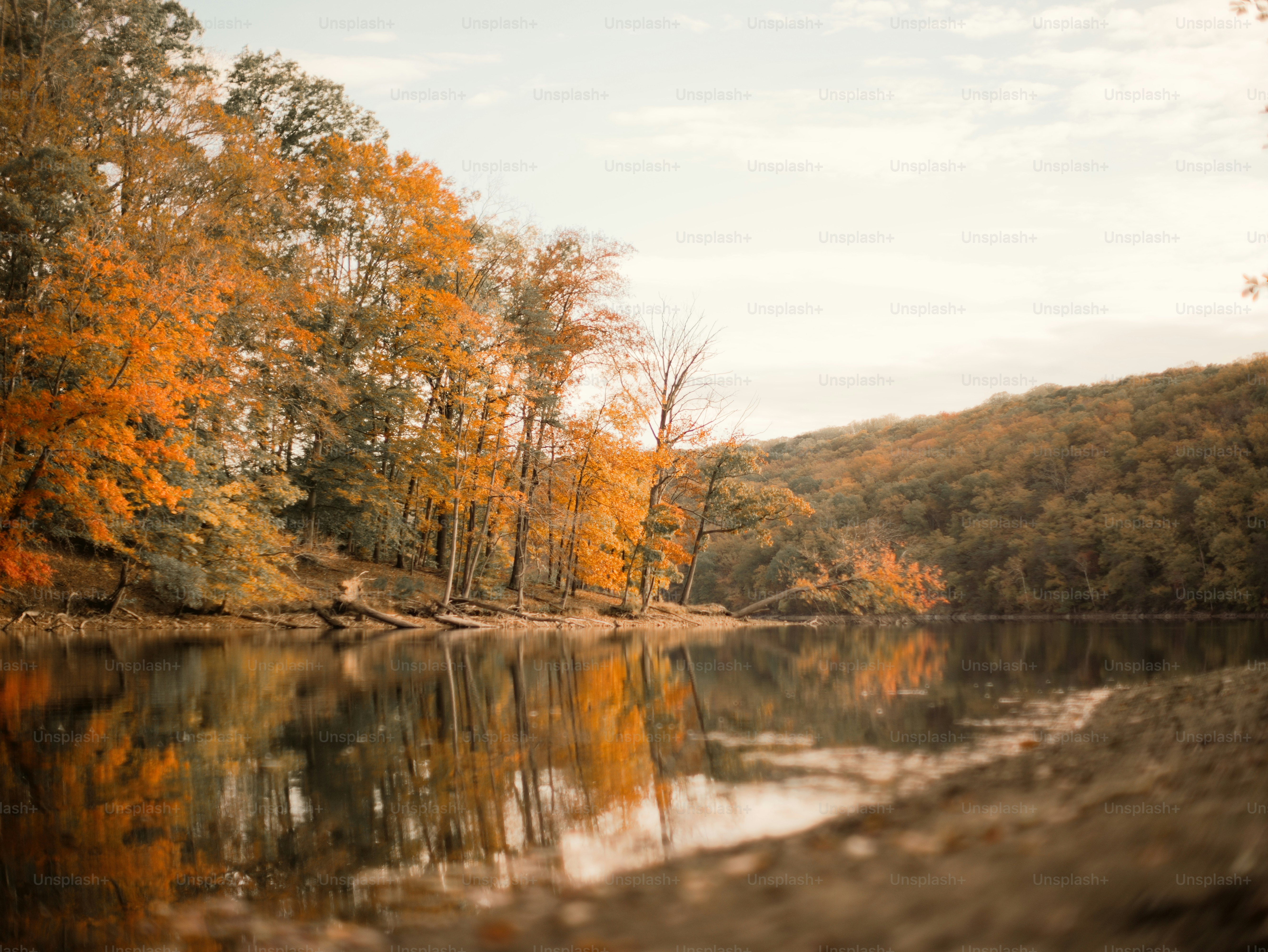 Autumn trees reflected in a calm lake