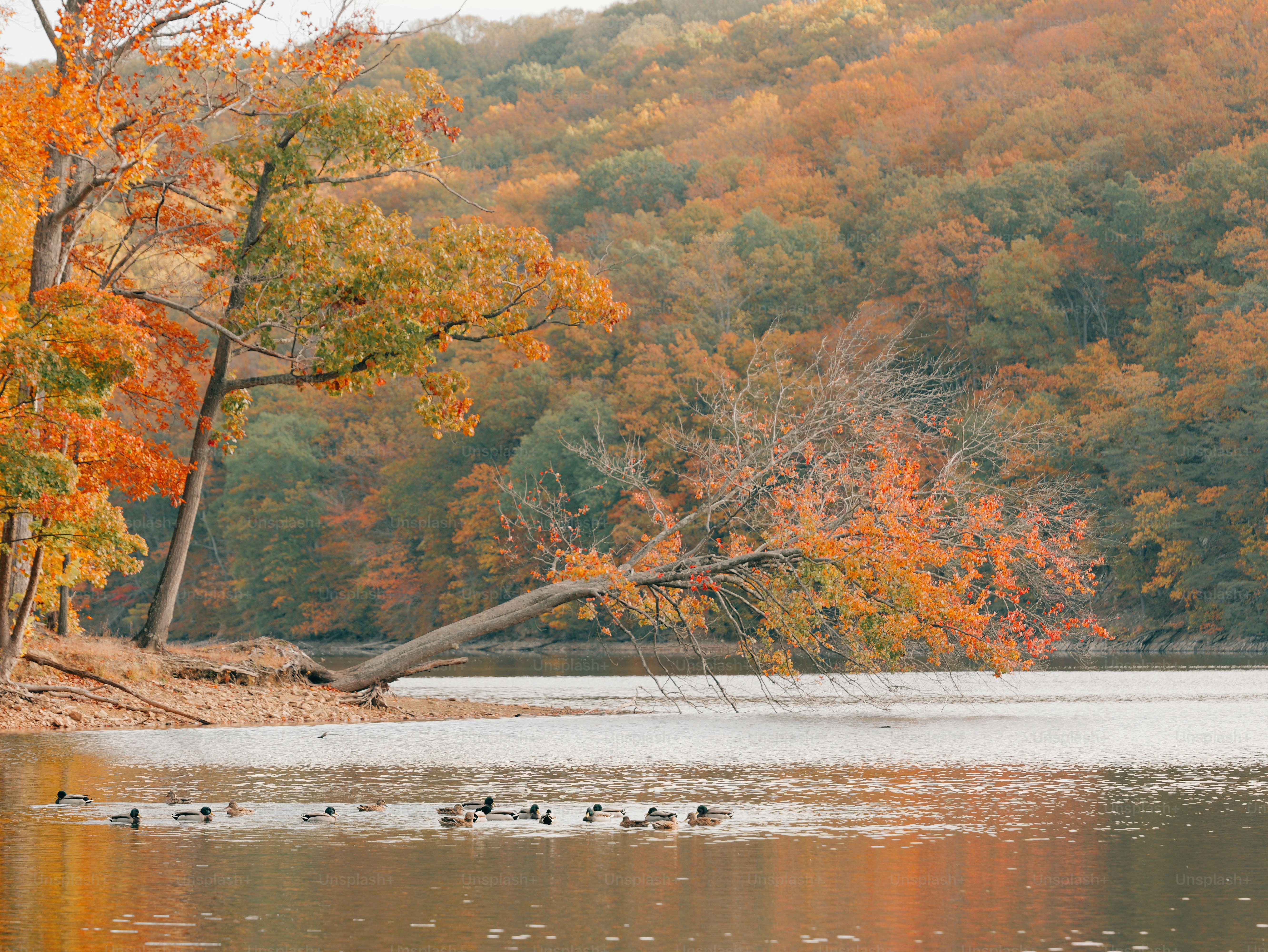 Ducks swim on a lake with autumn trees.