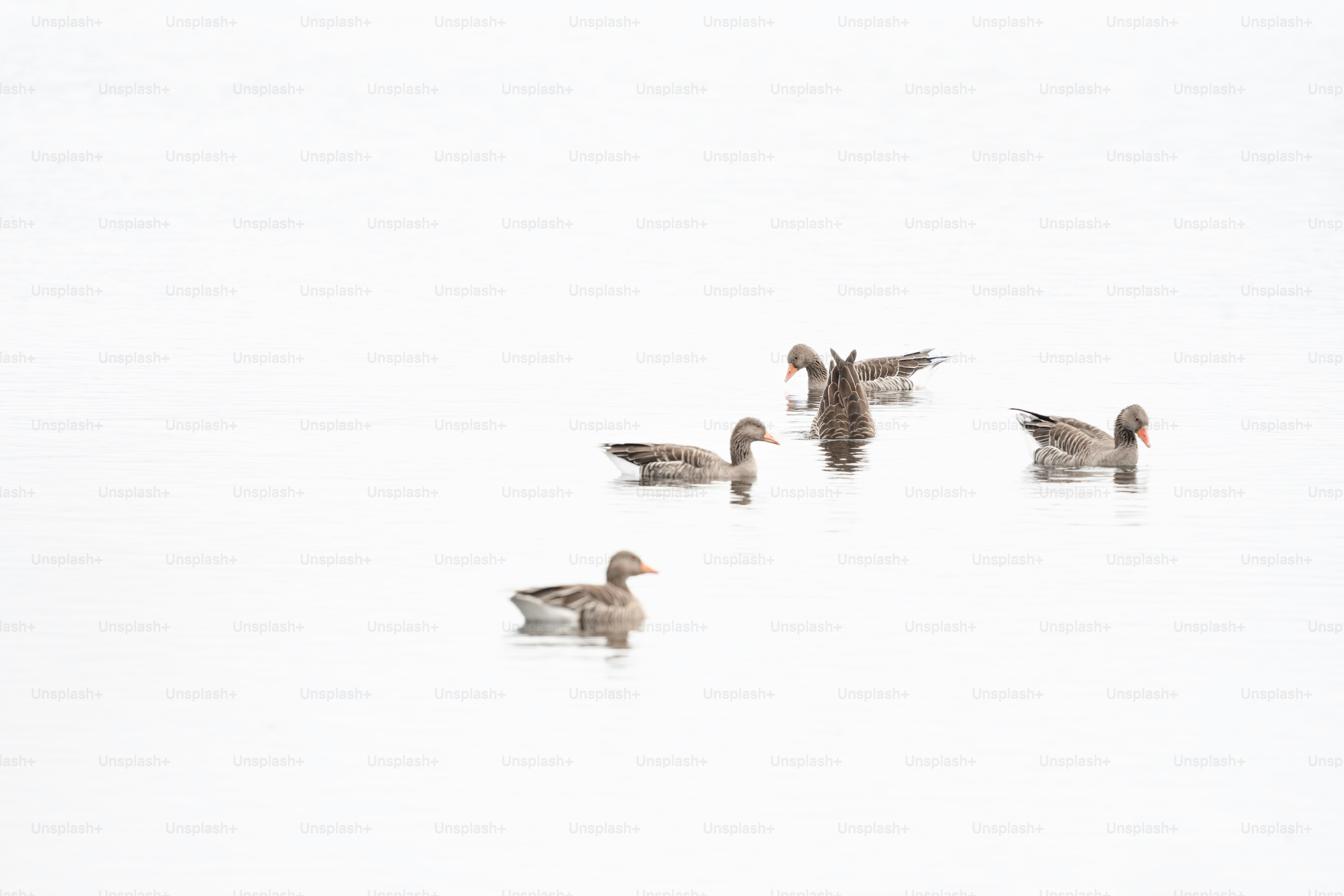 Diverse anatre nuotano in una vasta distesa luminosa.