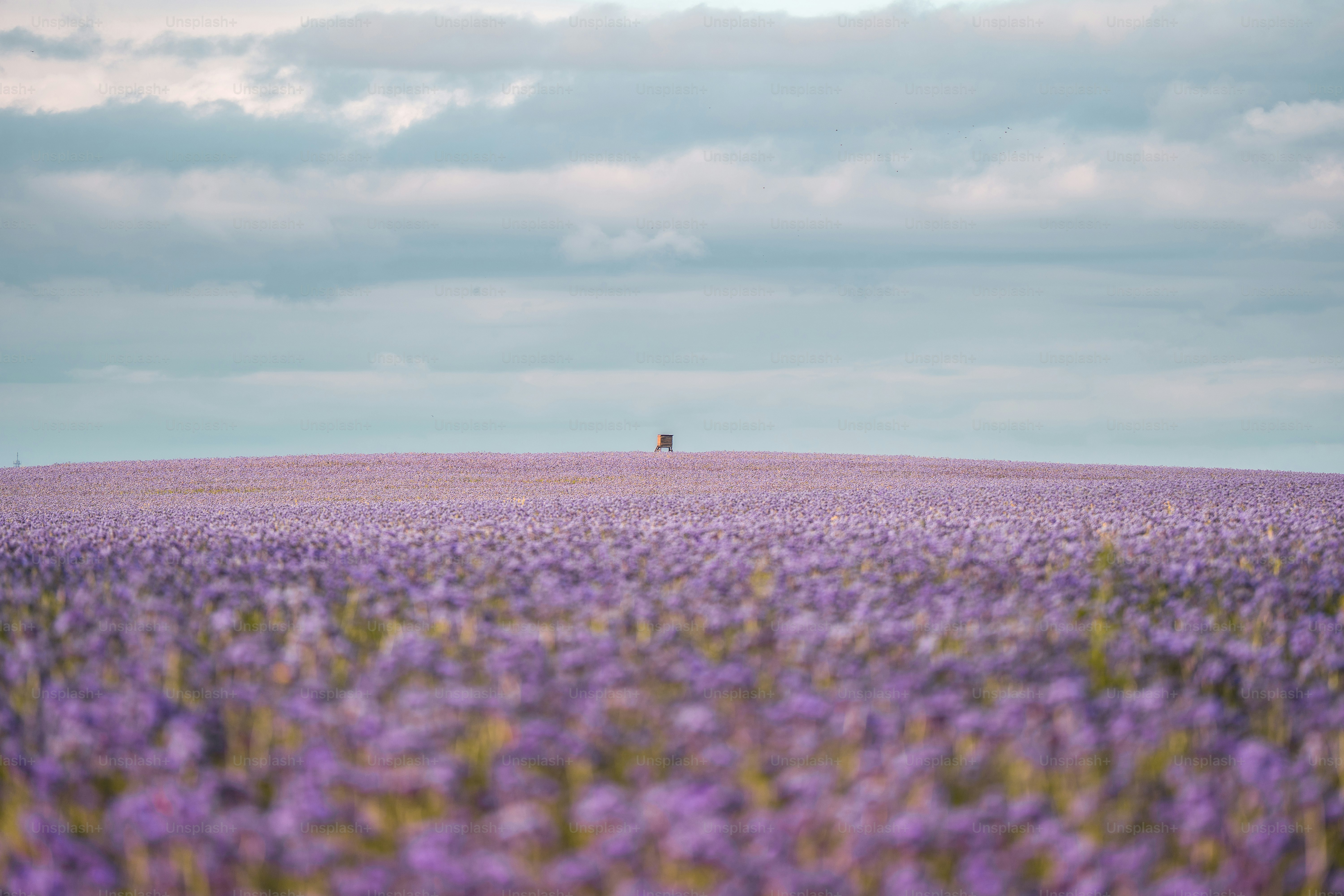 Campo di lavanda con un solo albero all'orizzonte.