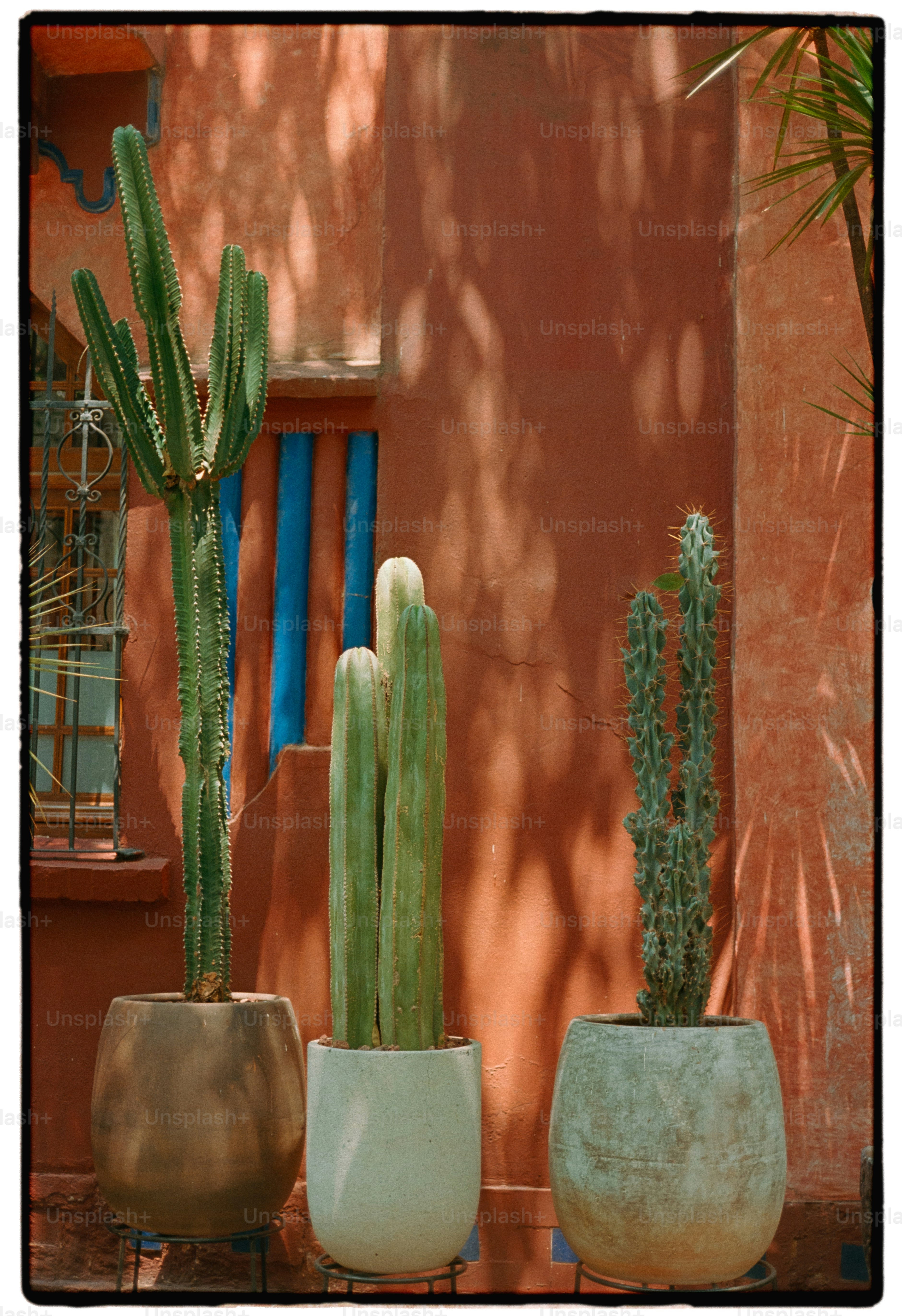 Three potted cacti stand against a terracotta wall.