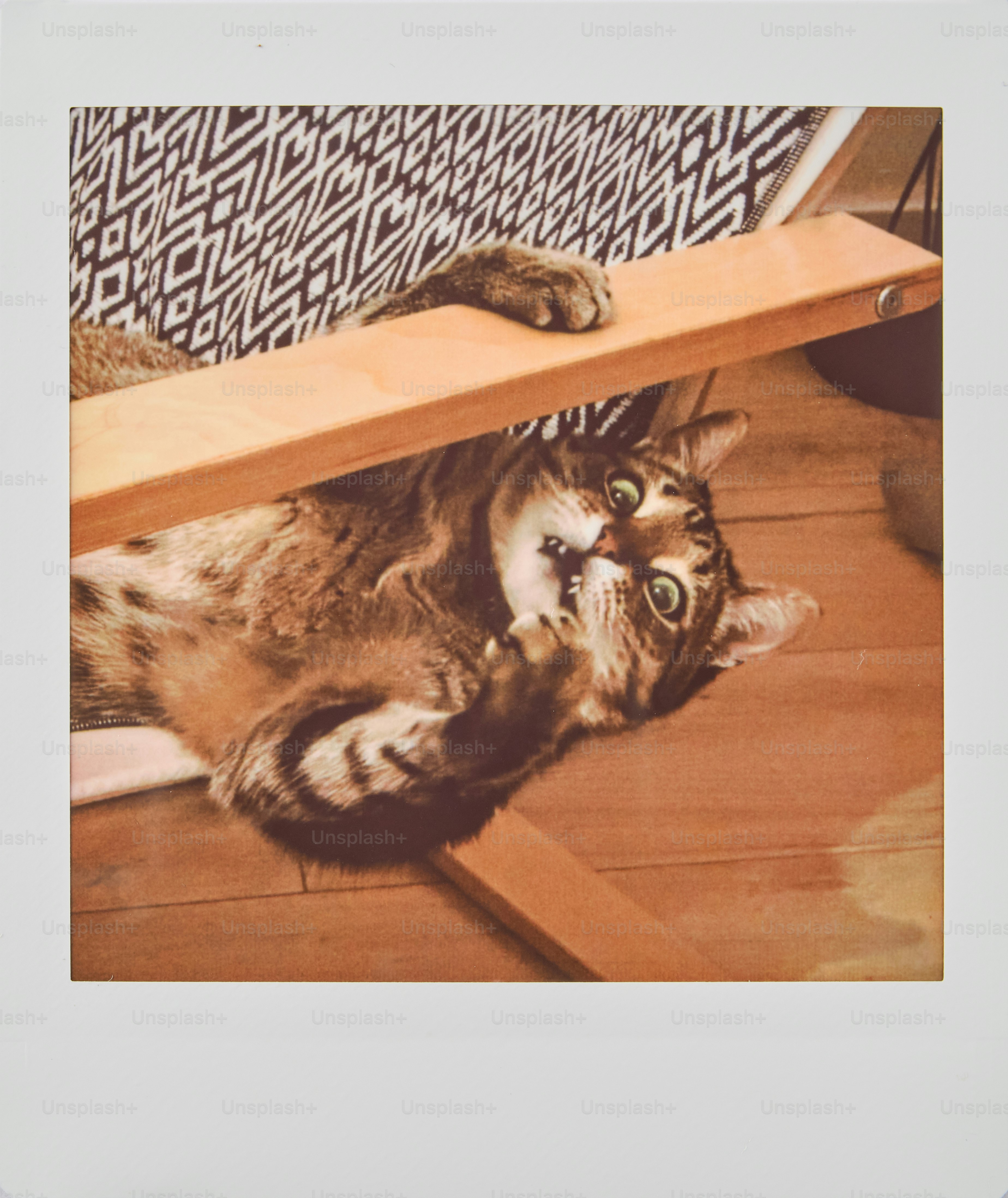 A tabby cat playfully rolls on the floor.