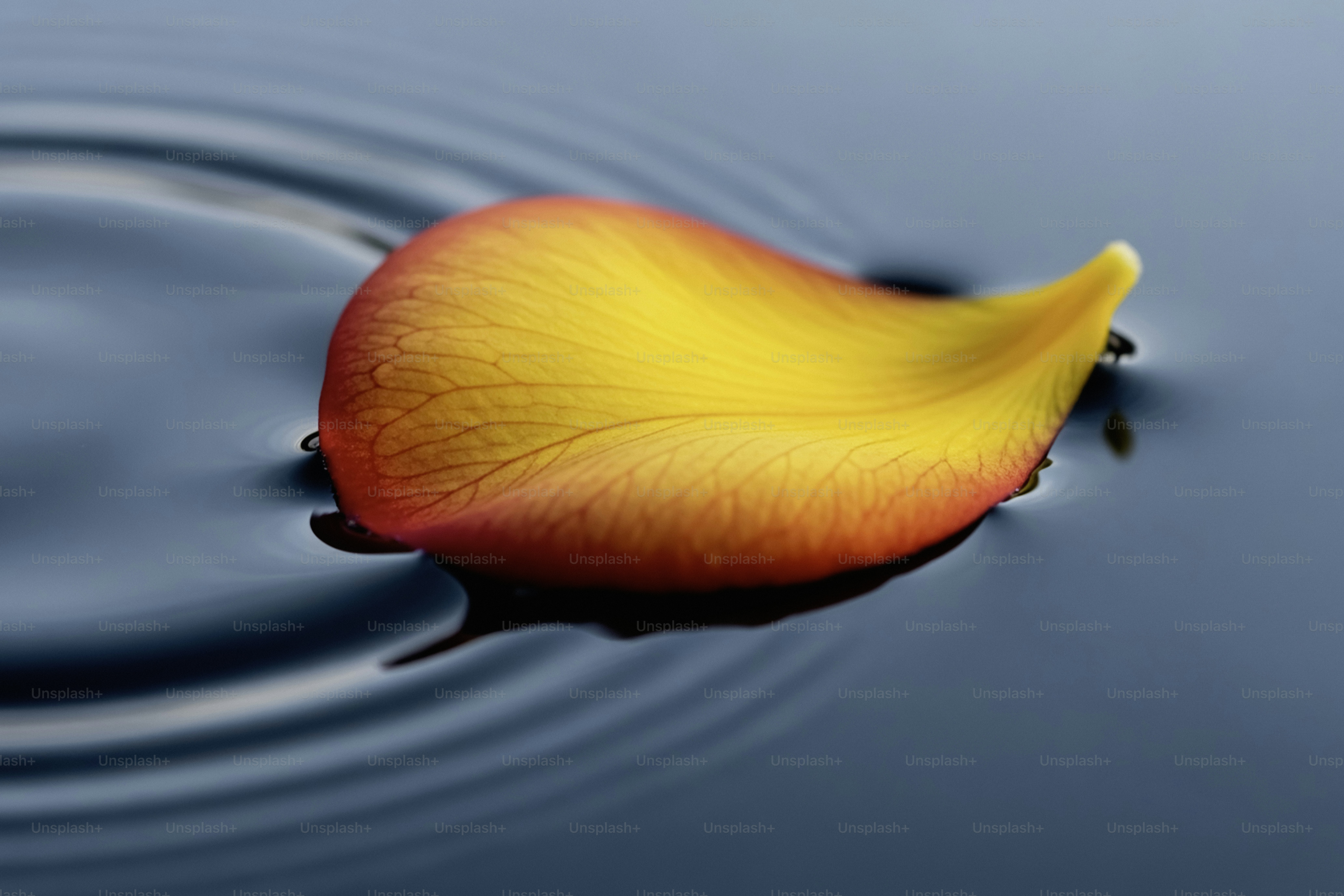 A single petal floats on rippling water