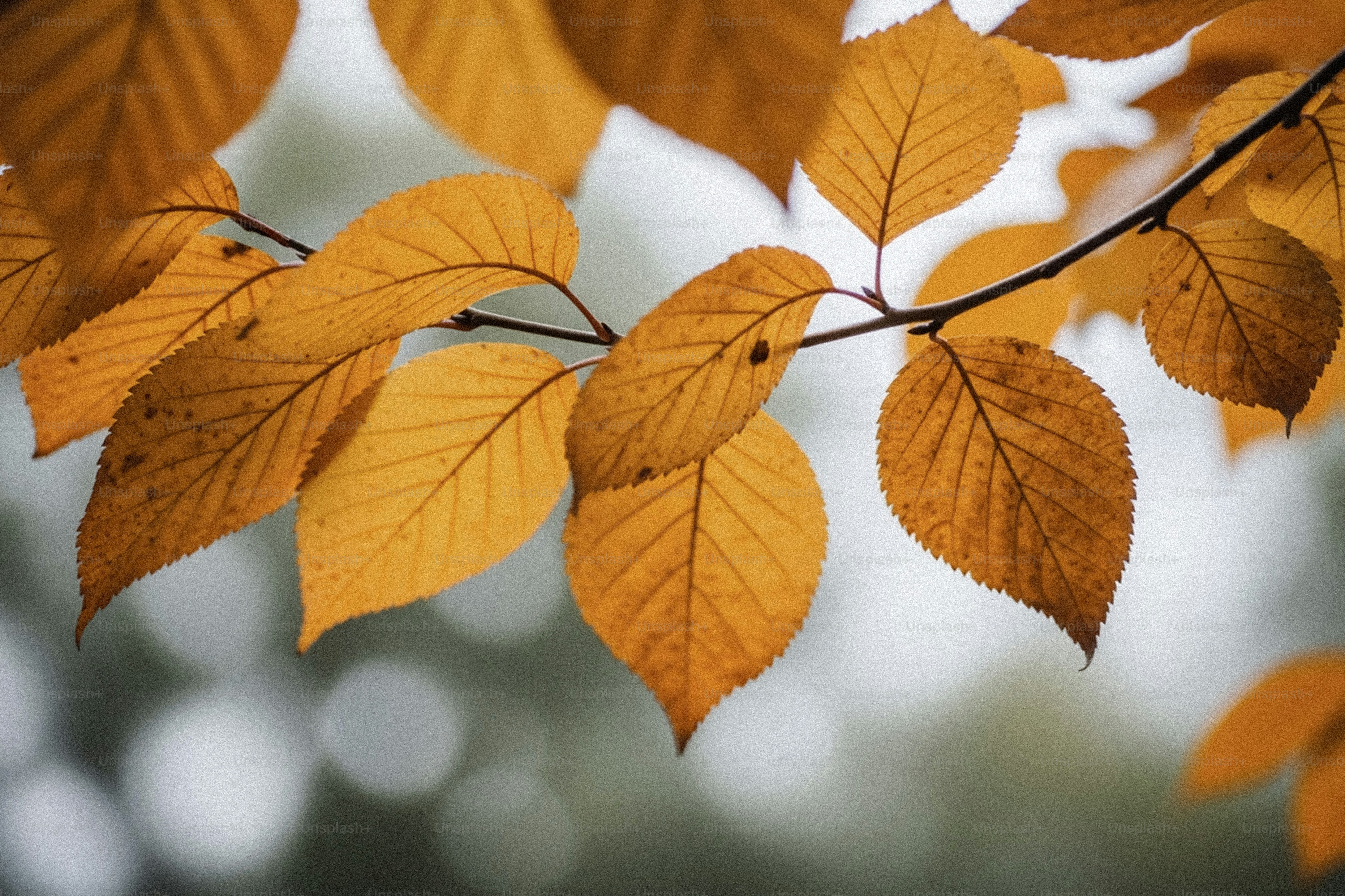 Golden autumn leaves on a branch against sunlight. photo – Autumn Image ...