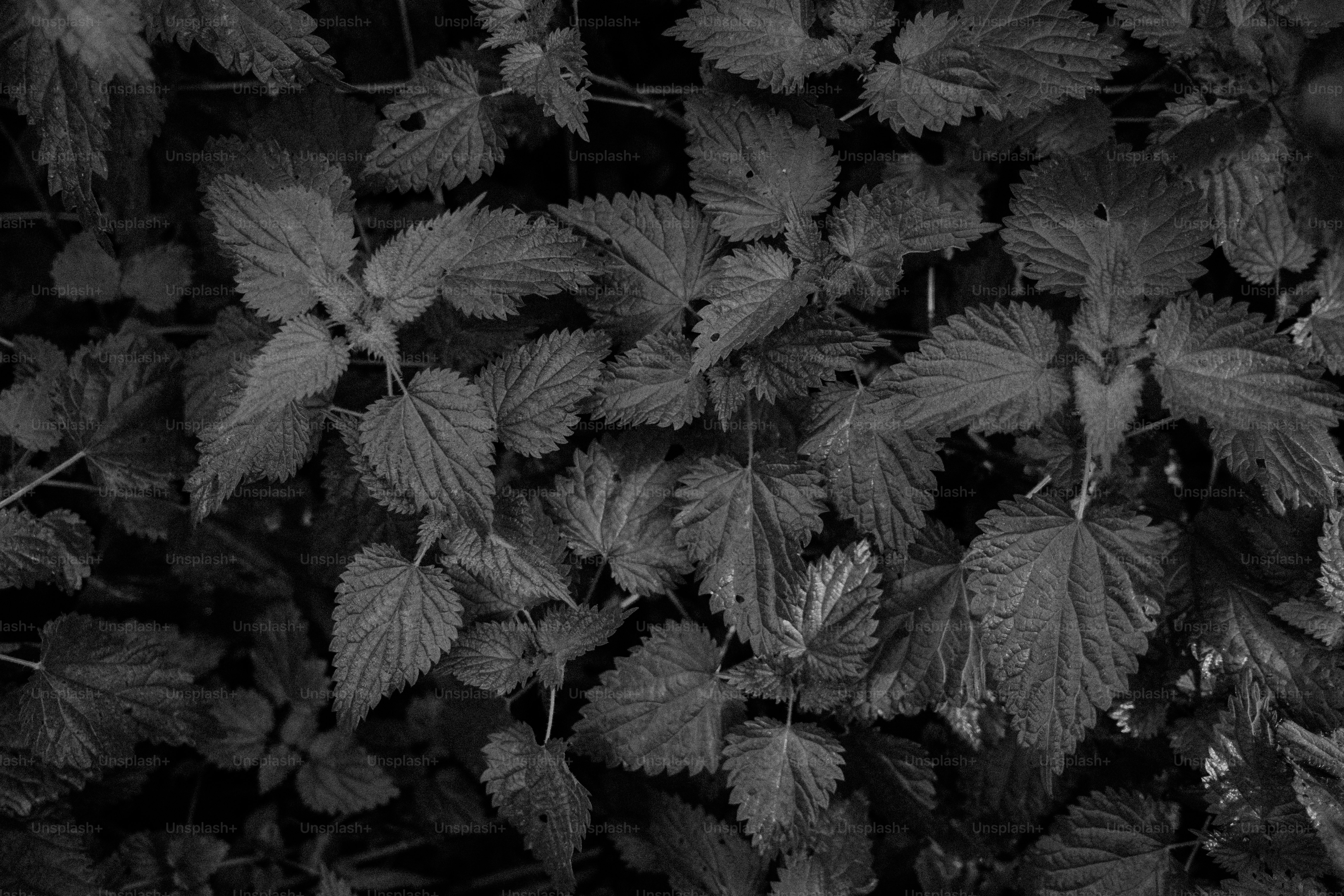 Close-up of dark green leaves in black and white.