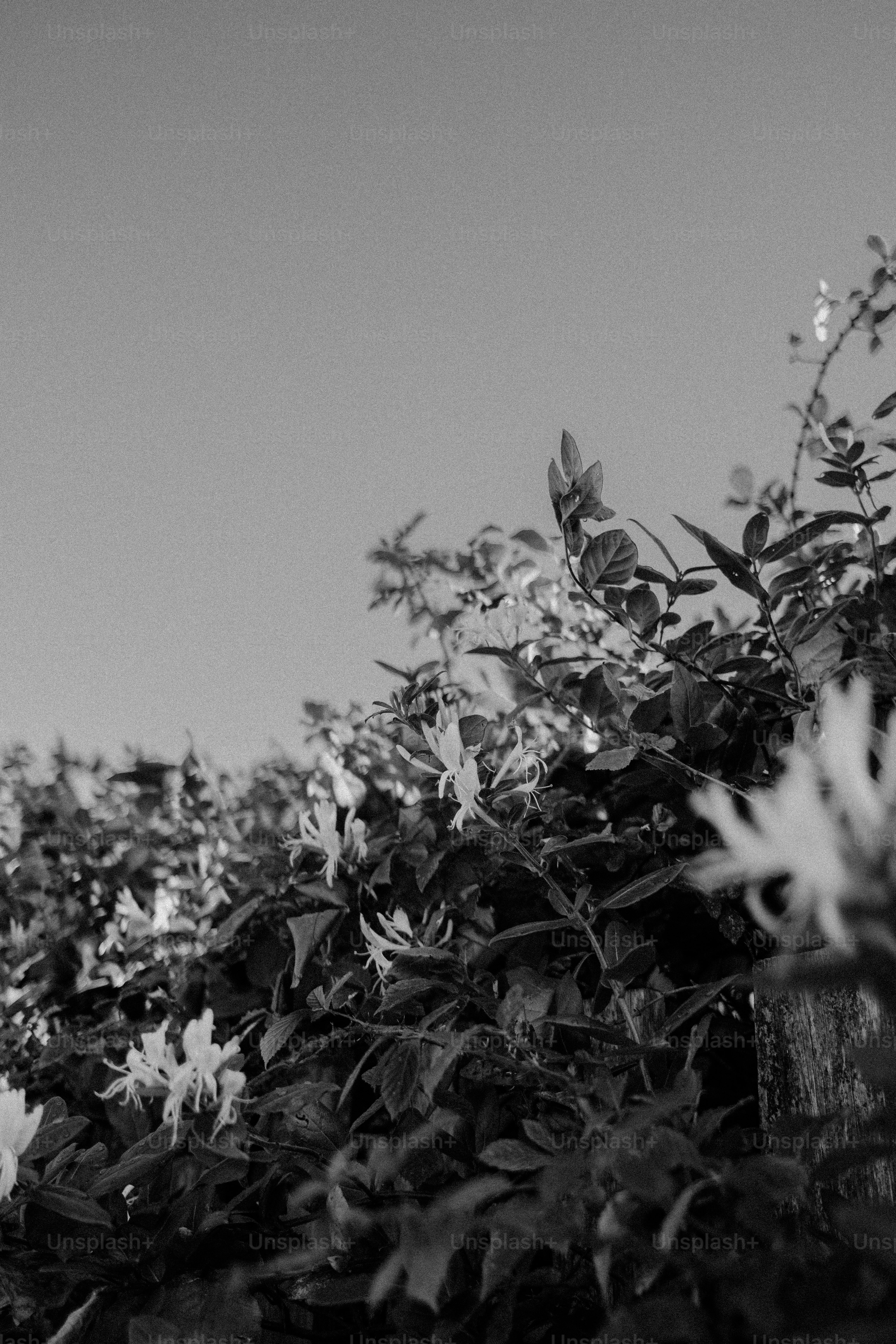 Flores de madreselva en flor en una cerca de madera