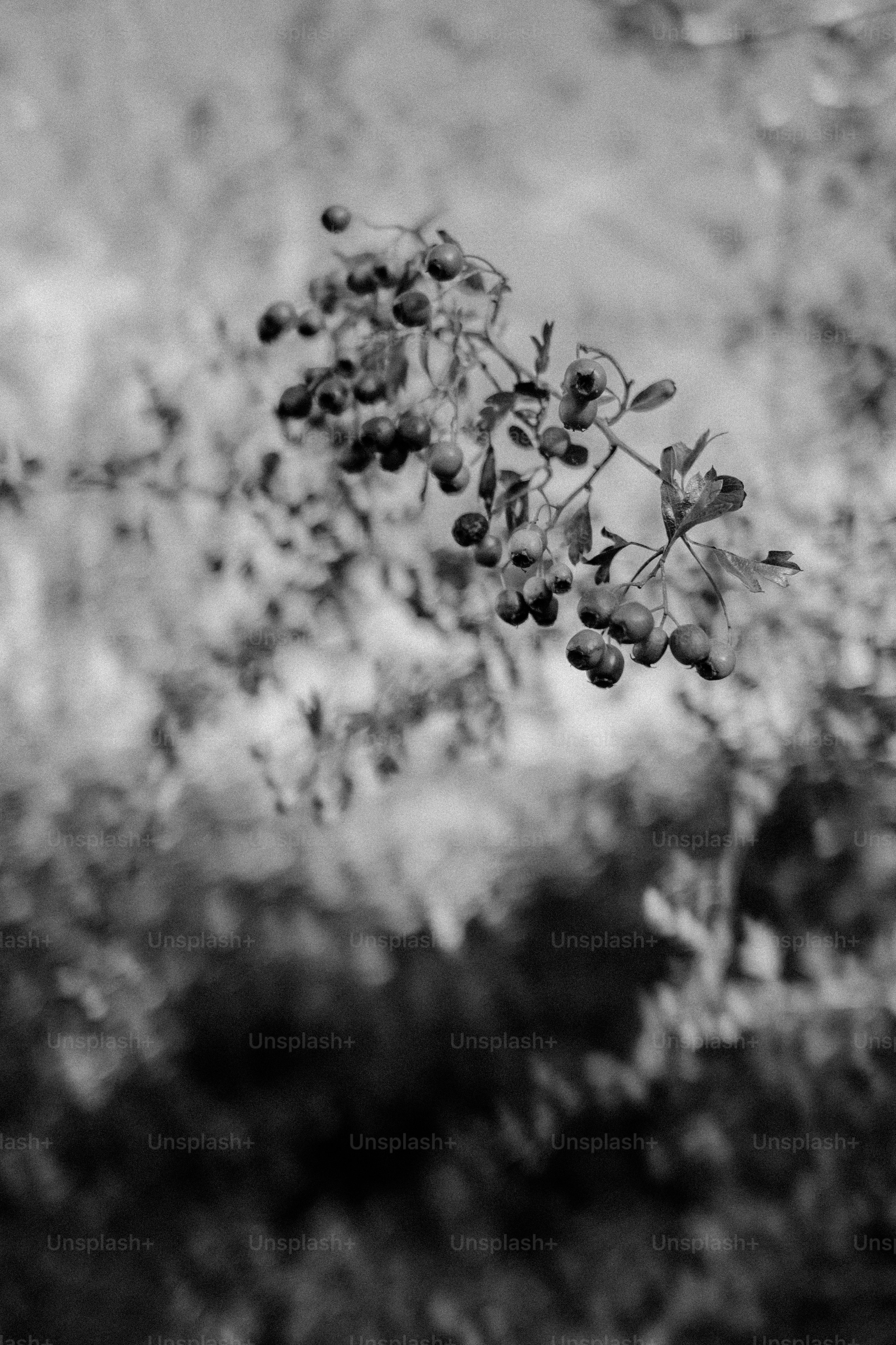 Black and white close-up of berries on a branch.