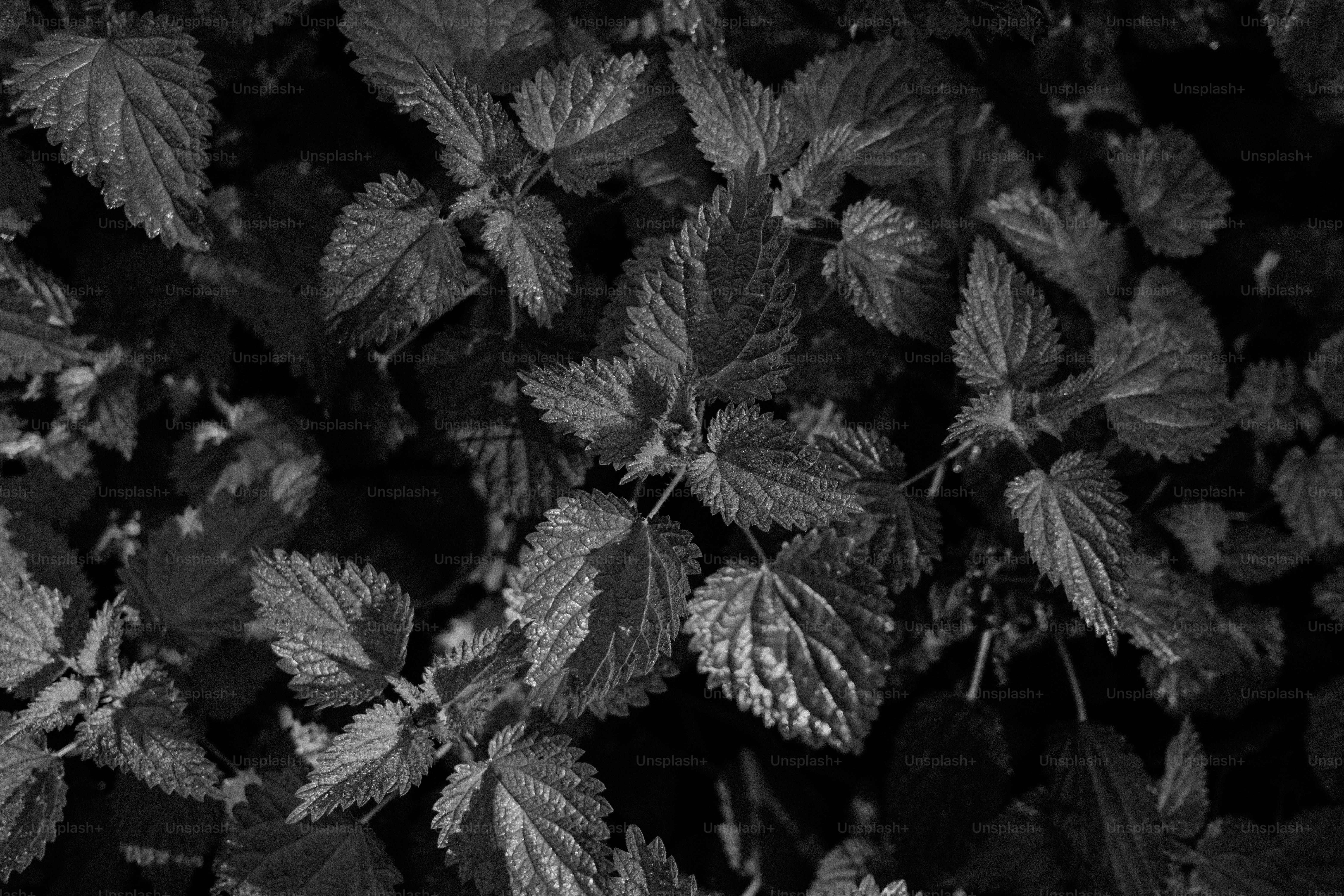 Close-up of dark green nettle leaves with serrated edges.