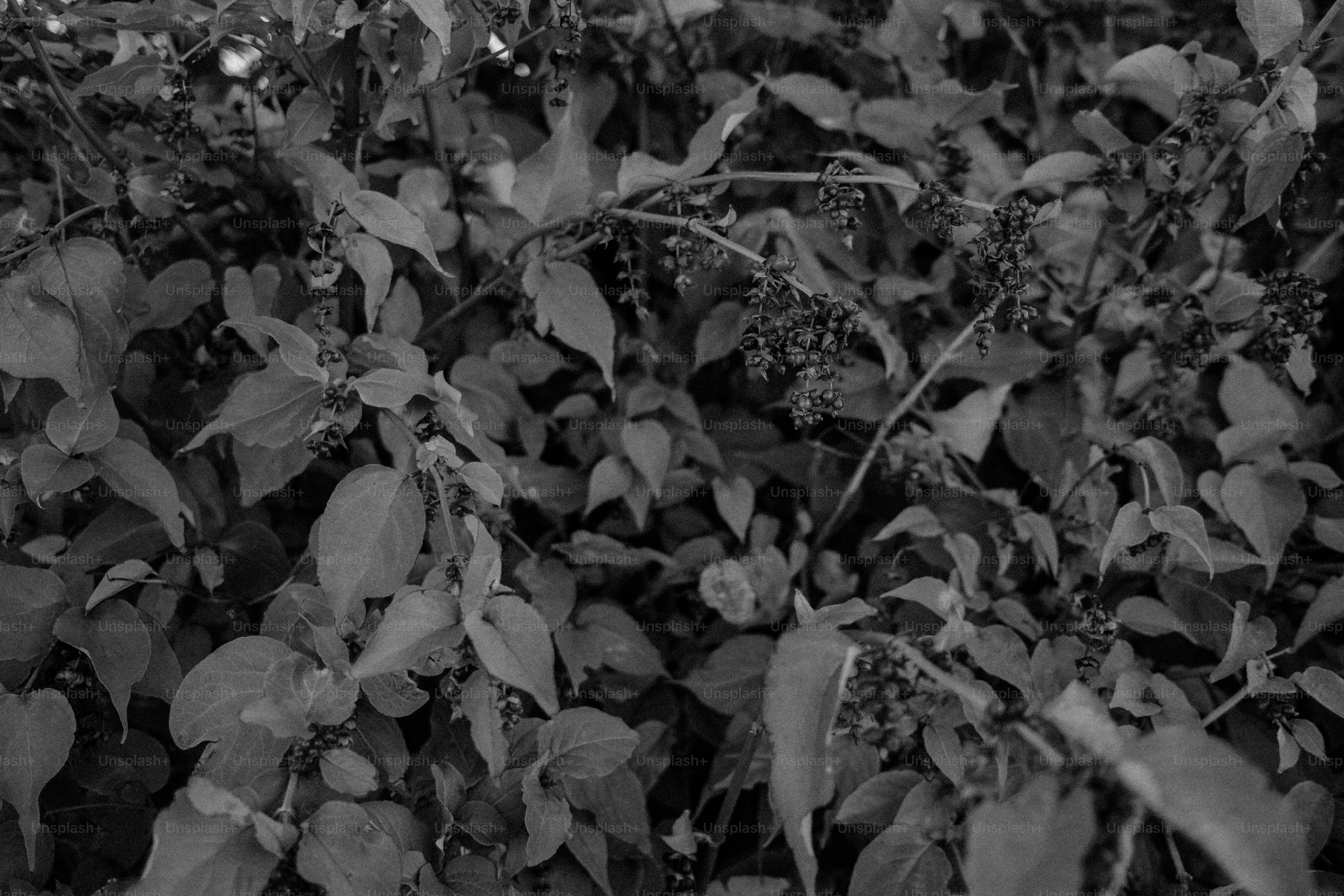 Dense foliage with leaves and small berries