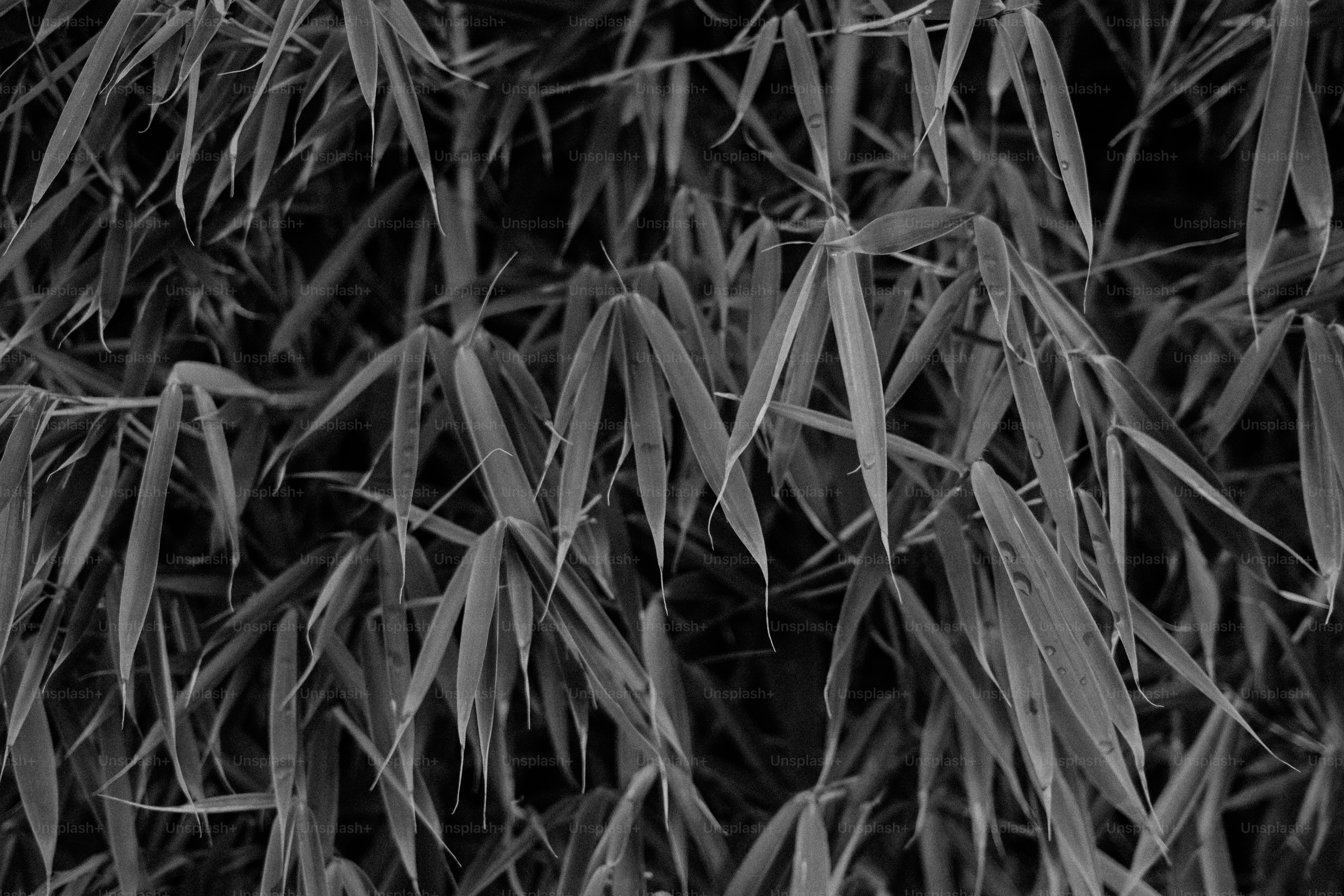Close-up of dense bamboo leaves in black and white.
